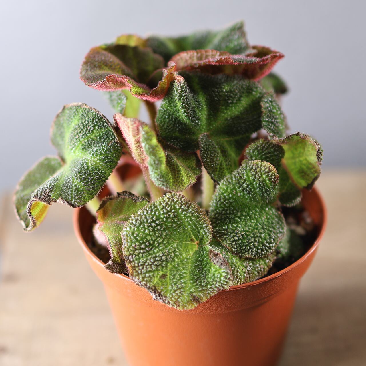 574『ベゴニア ソリムタータ』観葉植物【送料無料】 | MARX PLANTS