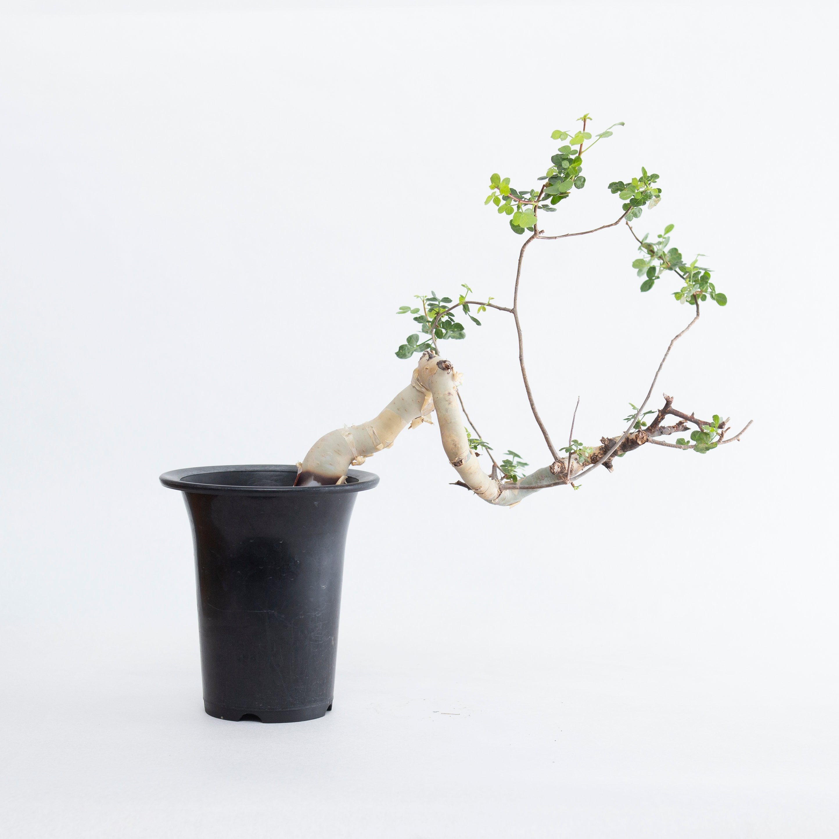 新着】Commiphora Eyl【最高の灌木 ・コンパクトなサイズ感