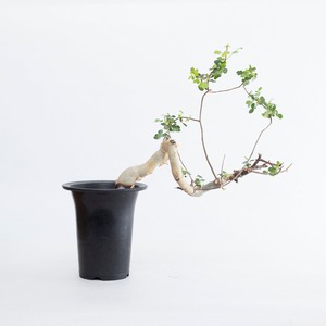 【新着】Commiphora kataf【店主コレクション株・数年管理】コミフォラ カタフ_1