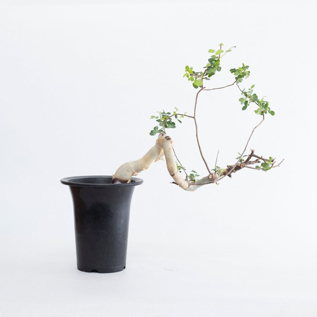 【新着】Commiphora kataf【店主コレクション株・数年管理】コミフォラ カタフ_1