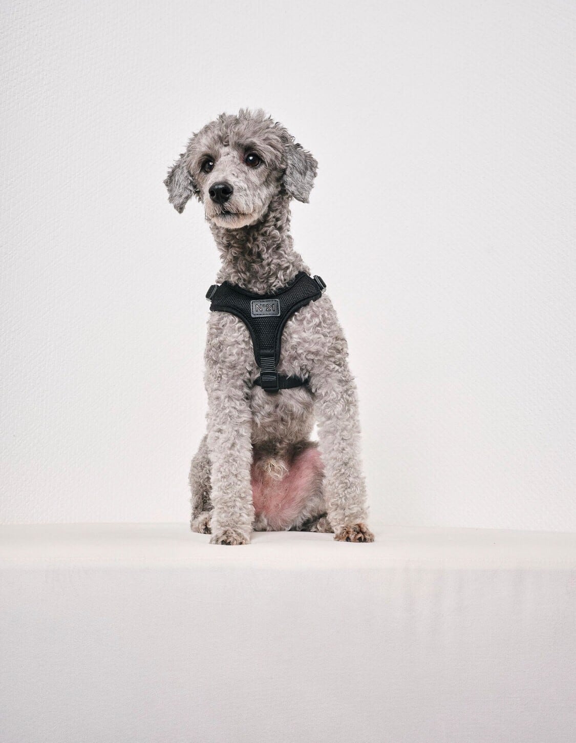 N21 HARNESS＋LEASH - BLACK | ote.