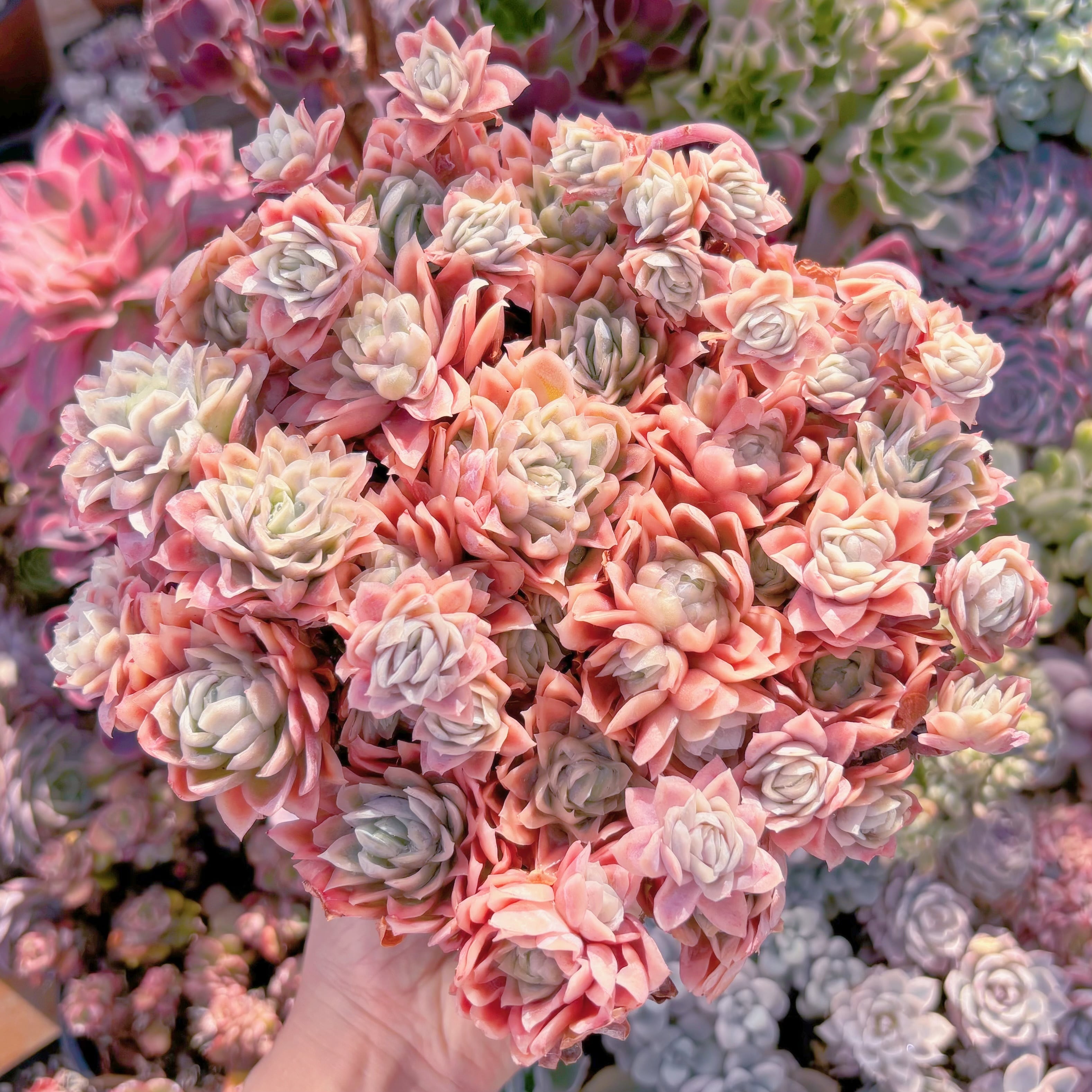 現品　クィーンローズ覆輪錦#1180　特特大群生　新入荷