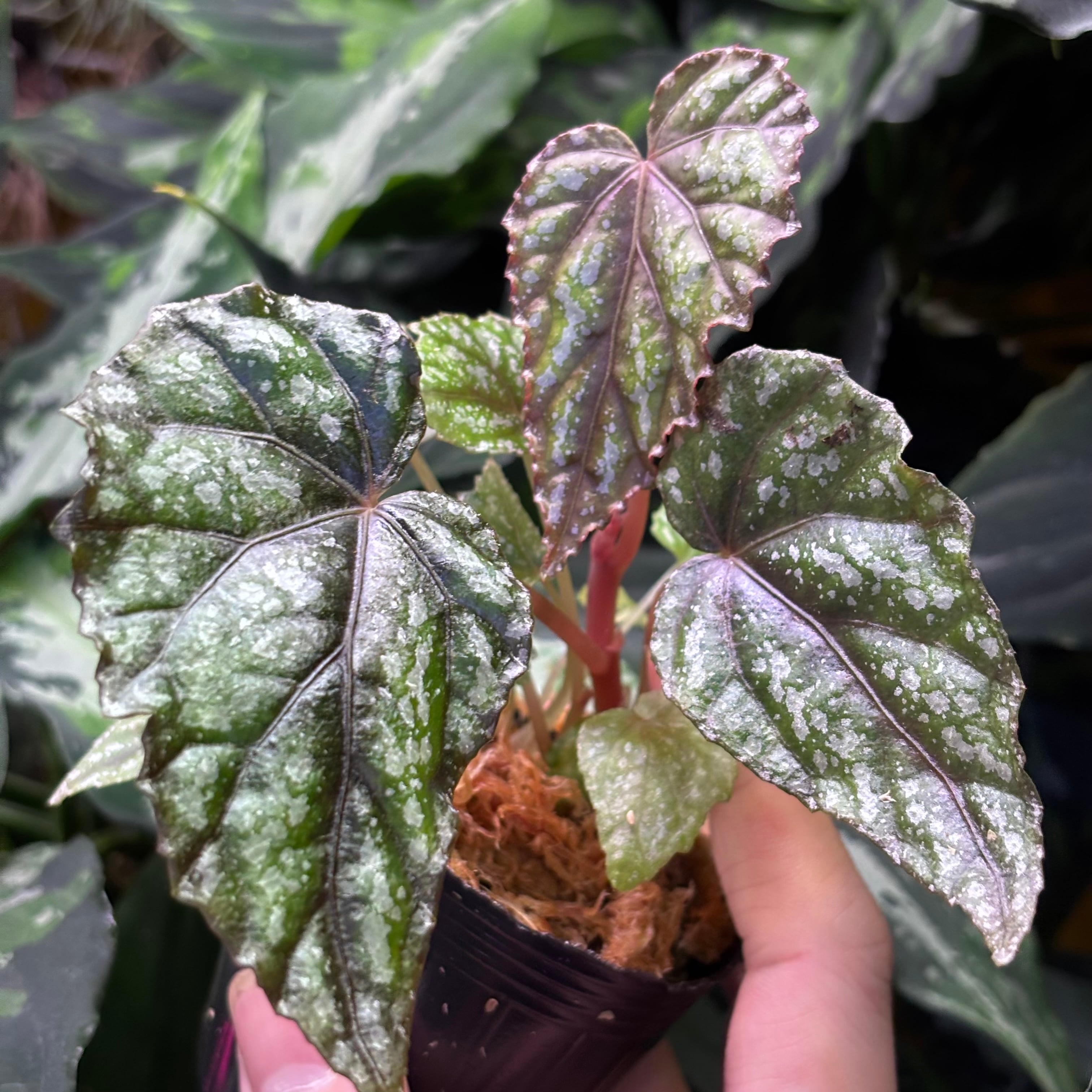 根茎性ベゴニア | 熱帯雨林植物専門店 トイ吉園芸