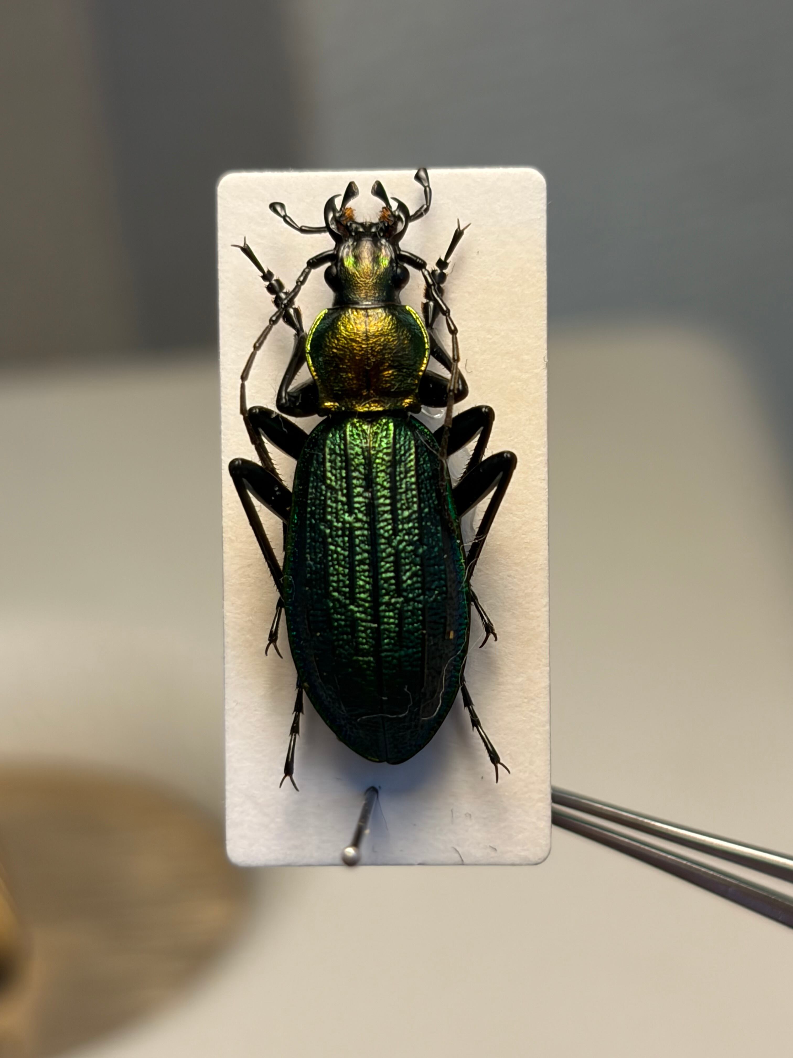 25mm】アイヌキンオサムシ グリーン 標本 Carabus kolbei キタオオルリ