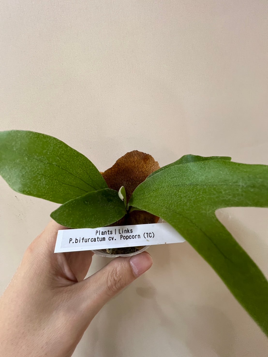 ビカクシダ】P.bifurcatum cv.Popcorn （TC）ビフルカツム