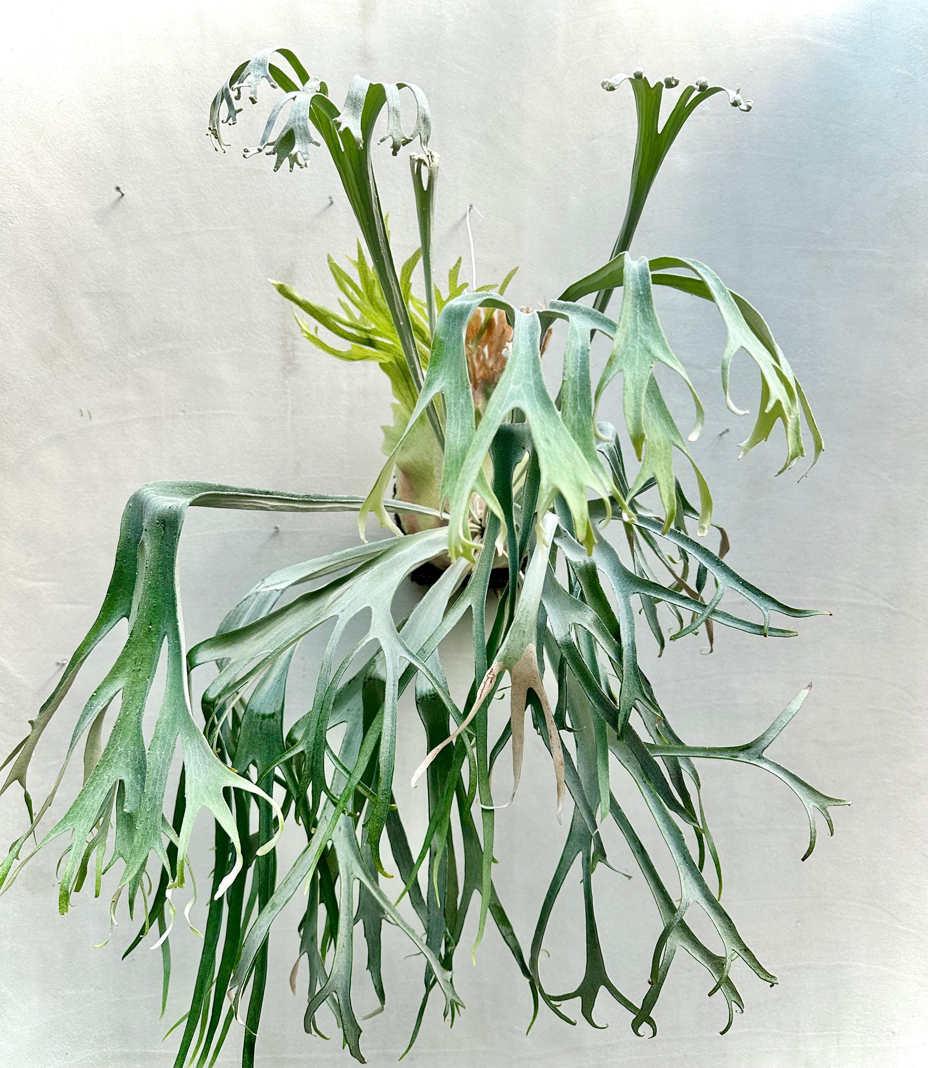 P. 'Musang King' ビカクシダ 'ムーサン キング' | vandaka plants