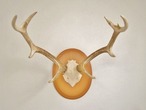 エゾシカ 頭骨 角 ハンティングトロフィー
