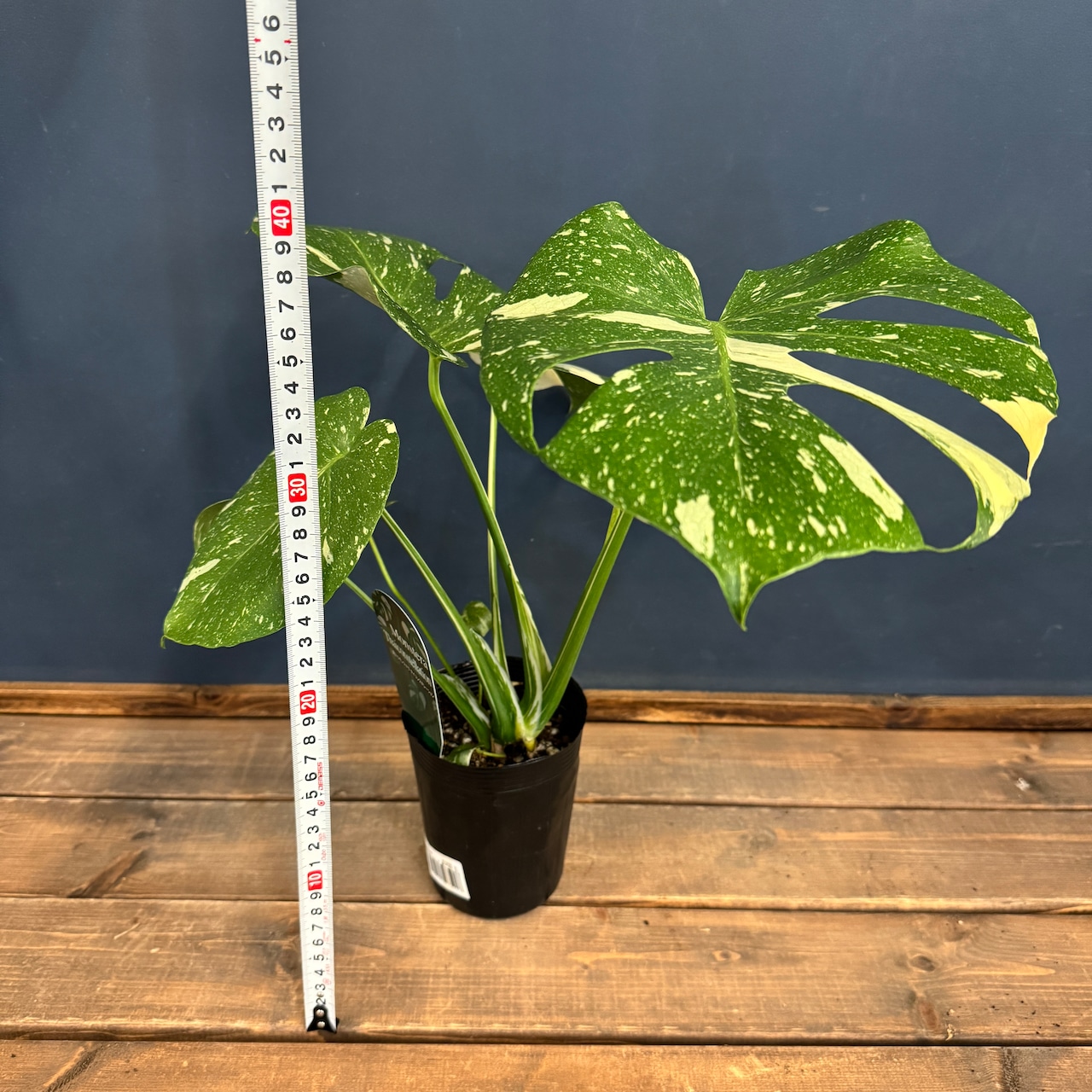 モンステラ タイコンステレーション【1002】