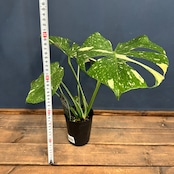 モンステラ タイコンステレーション【1002】