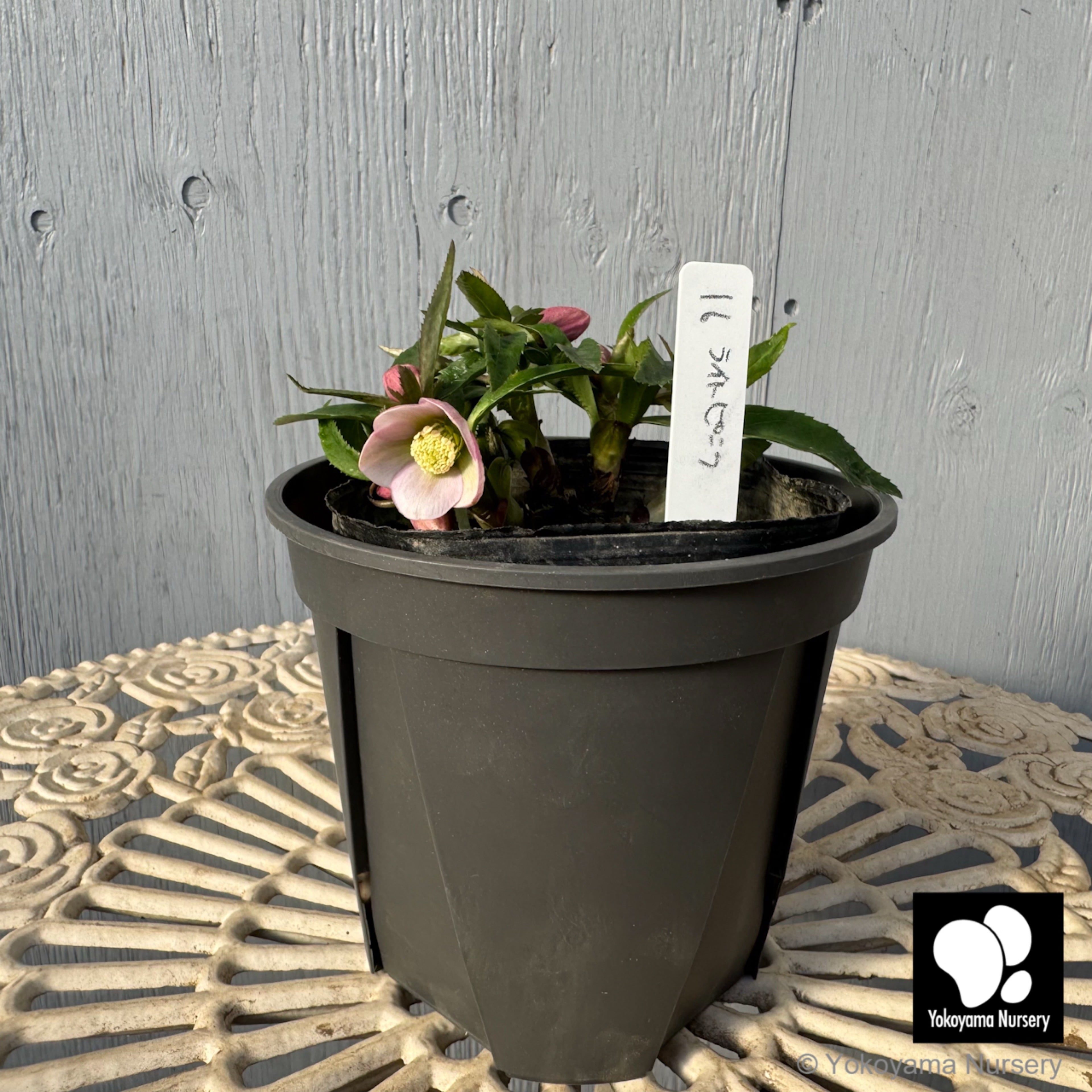 パイライトローズ専用ページ パイライトローズ専用ページ パイライトローズ専用ページ パイライト