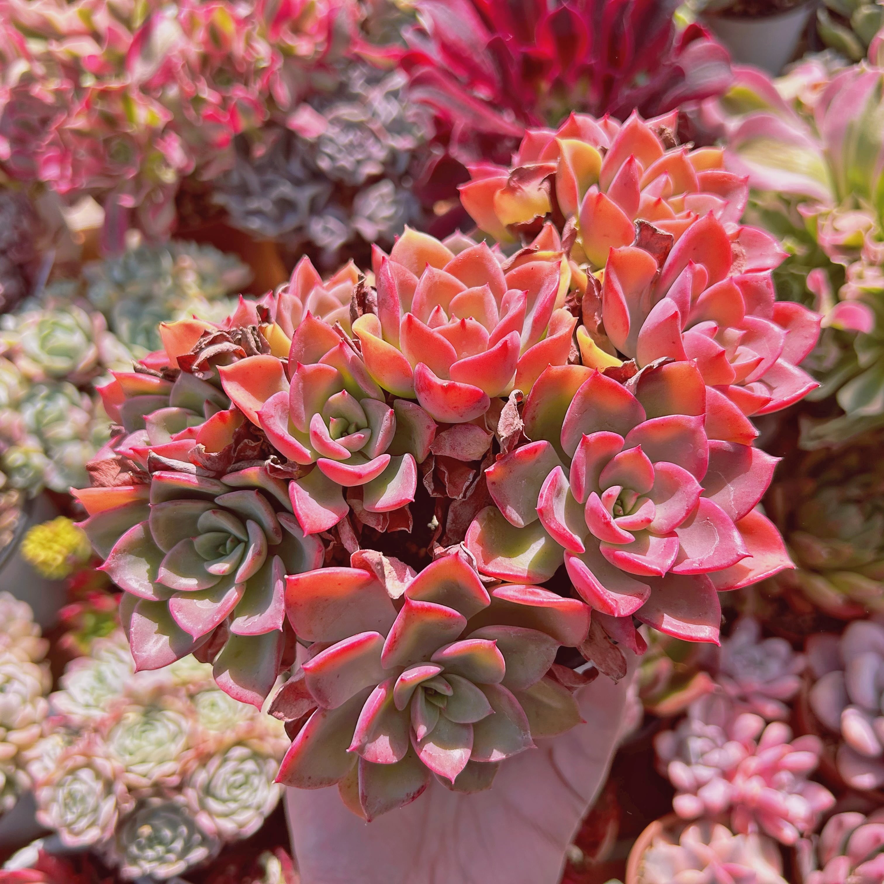 #009現物　多肉植物　ノーブル　特大　