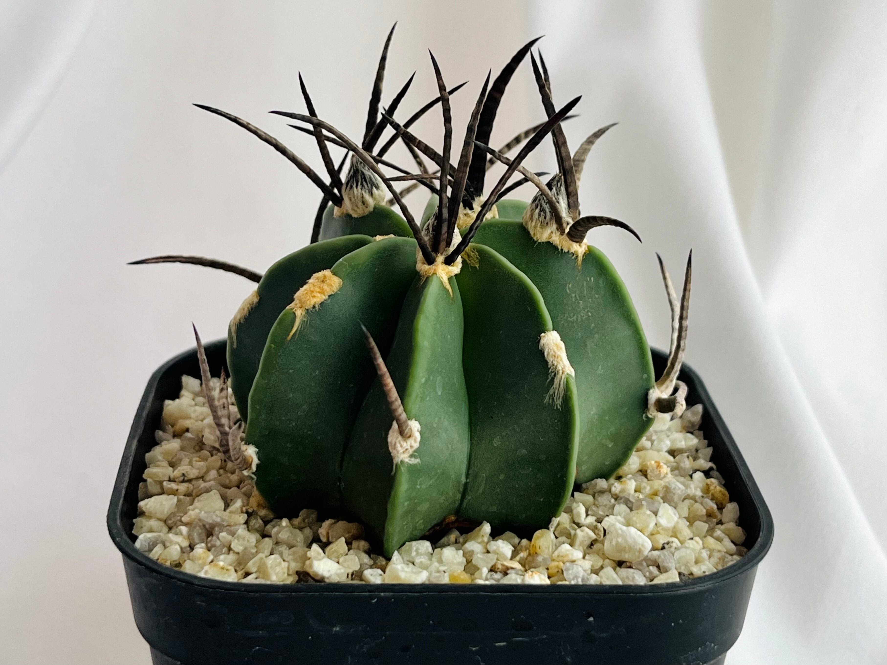 希少 実生 大型 黒刺 水牛 大鳳玉 アストロフィツム サボテン / フェロ