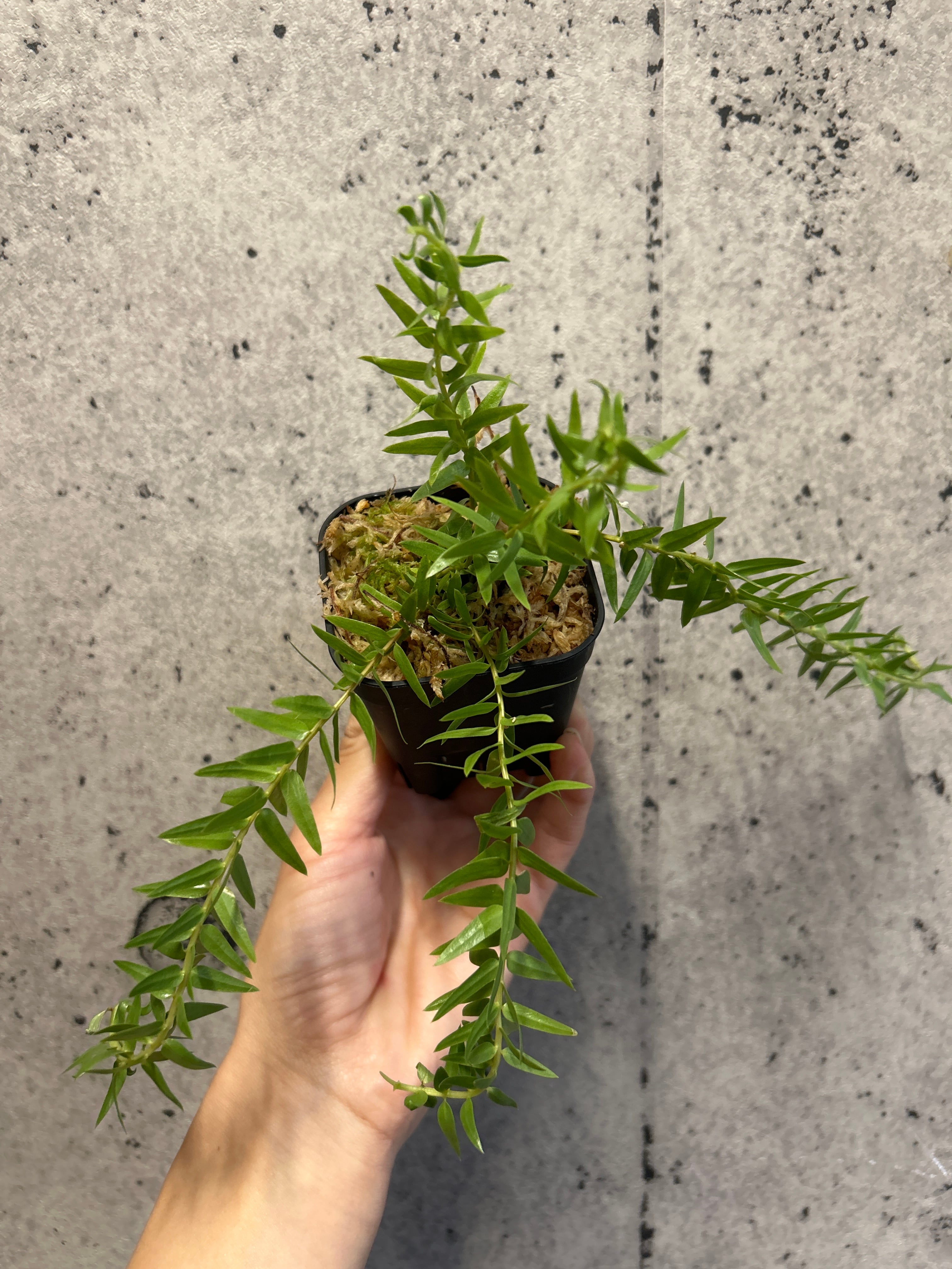 サンスベリア キルキークレオパトラ | MIDORIYA 観葉植物専門店