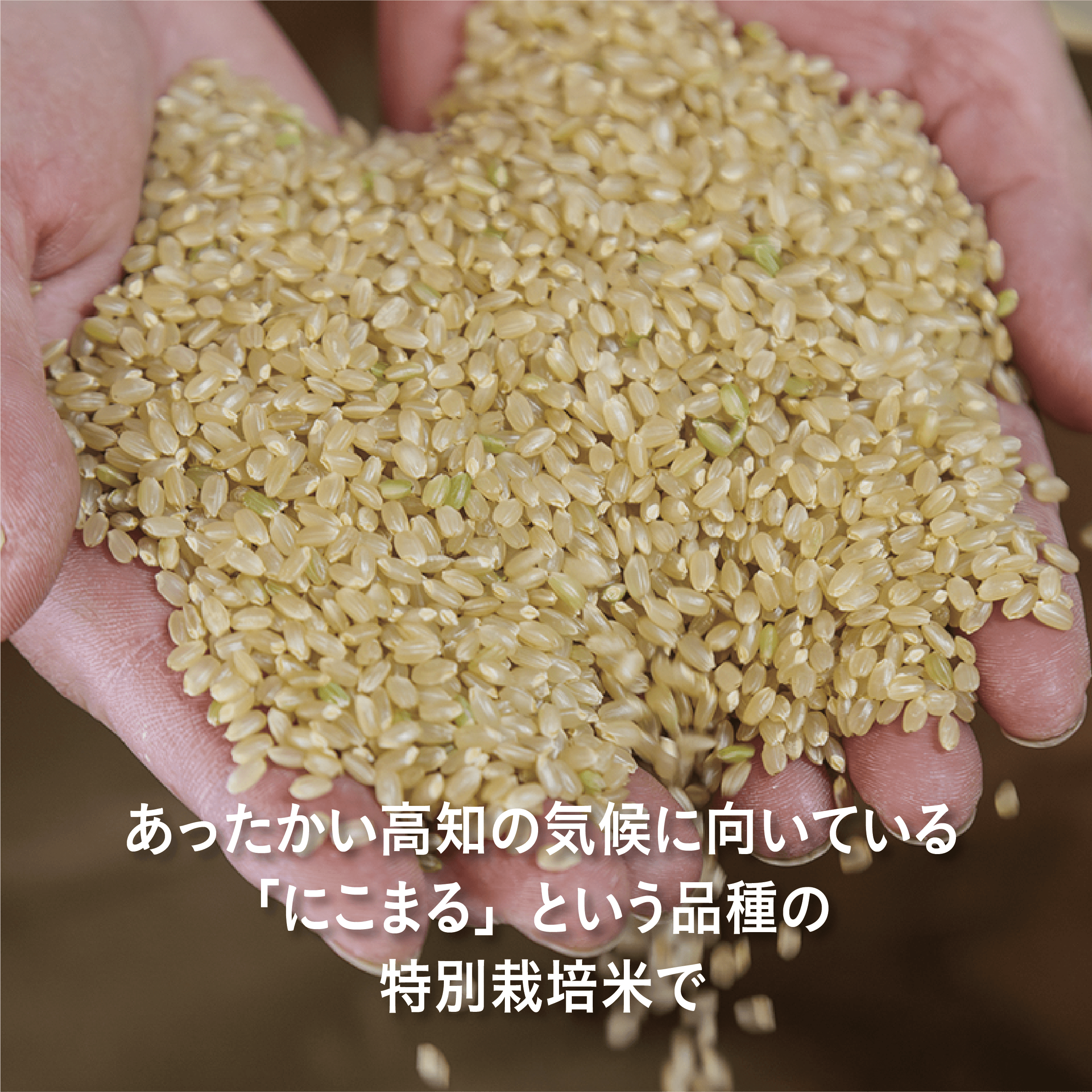 【2025年産】数量限定！高知・四万十川「清水園」の特別栽培米「おおのみ米」（白米/玄米）　２キロ