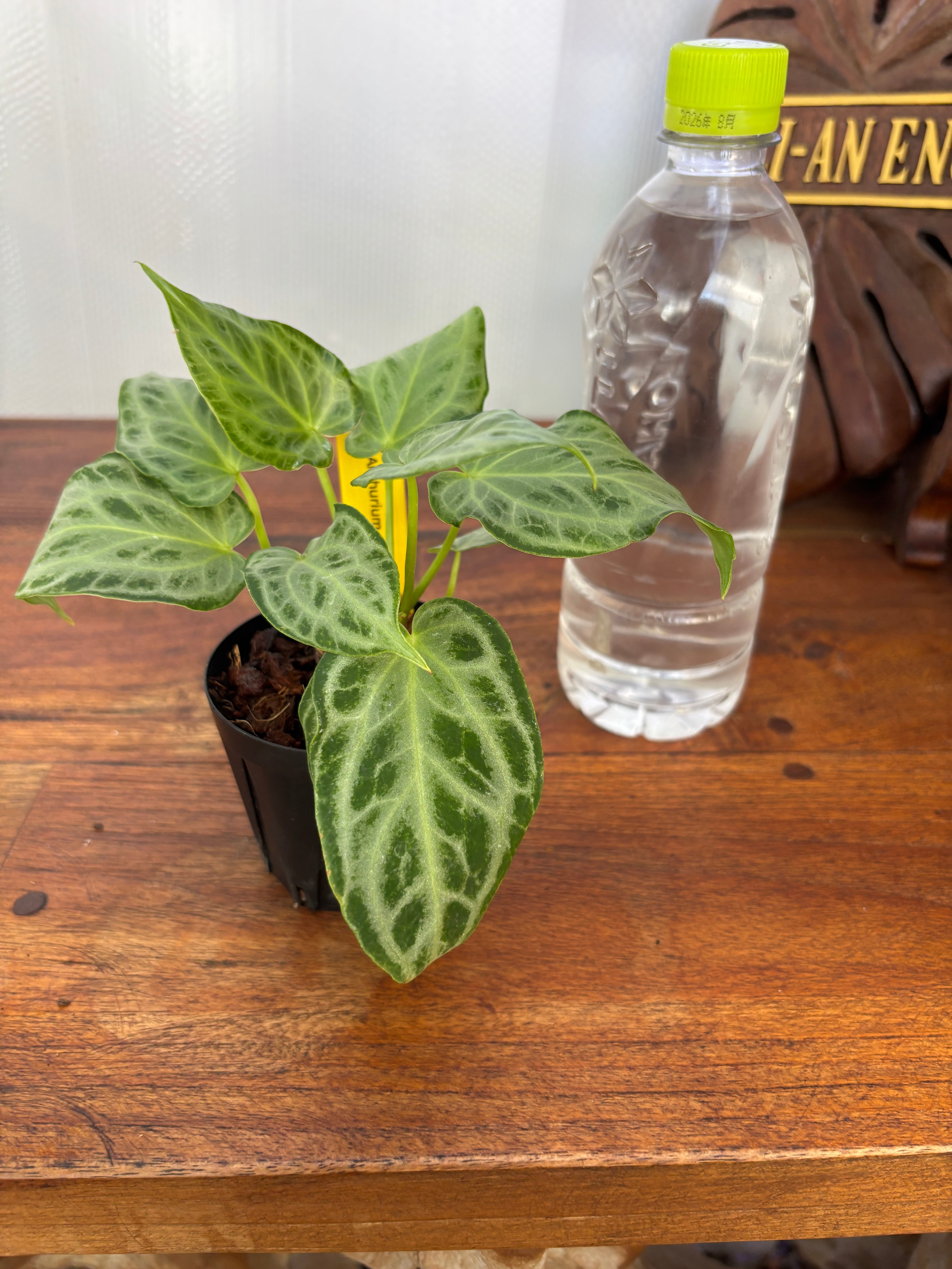 Anthurium | BALI-AN 園芸