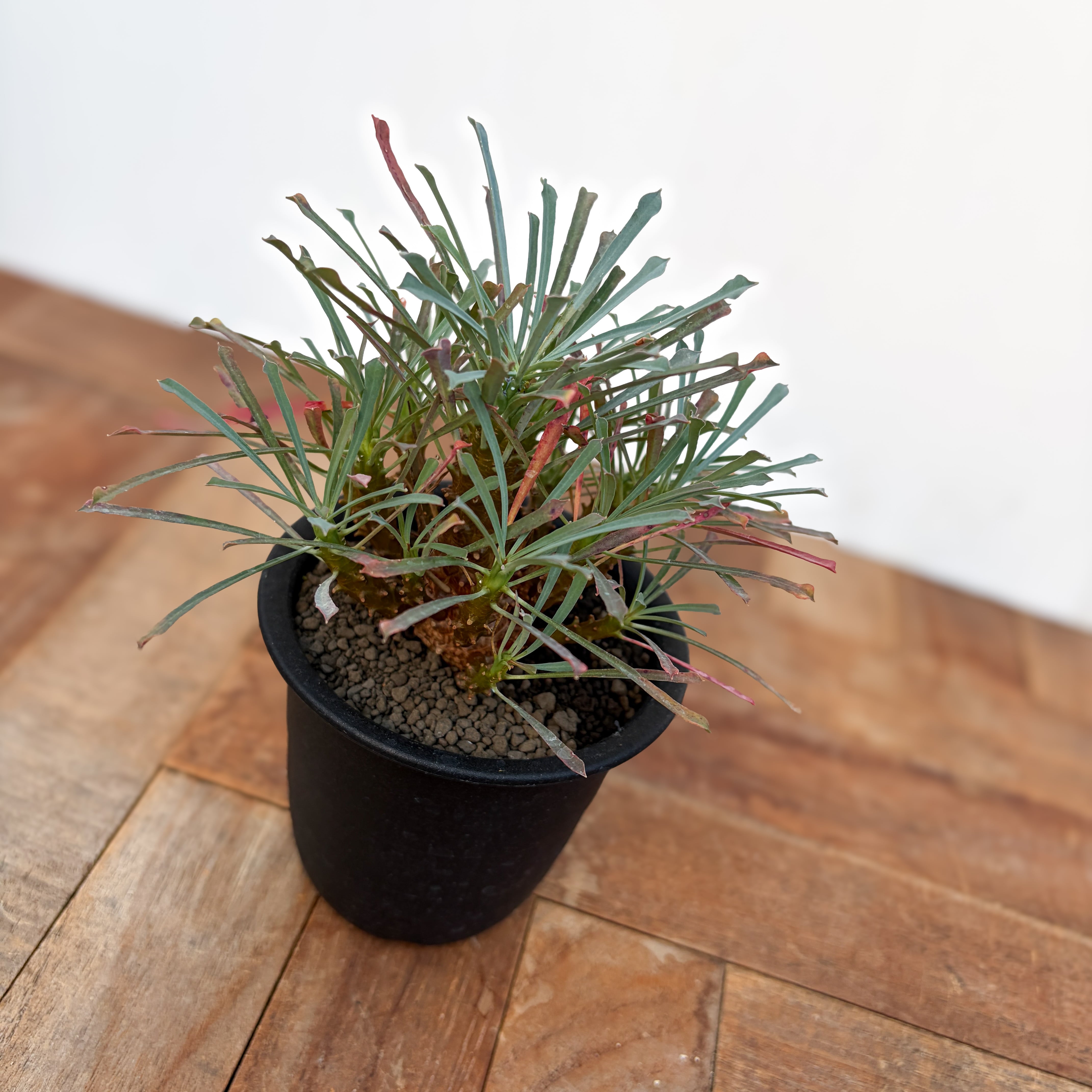 ユーフォルビア  ムルチフォリア Euphorbia multifolia【ユーフォルビア・ムルチフォリア】 | RIMO'S