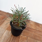 Euphorbia multifolia【ユーフォルビア・ムルチフォリア】