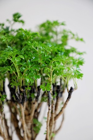 【M】ポリシャス パーセリー/Polyscias