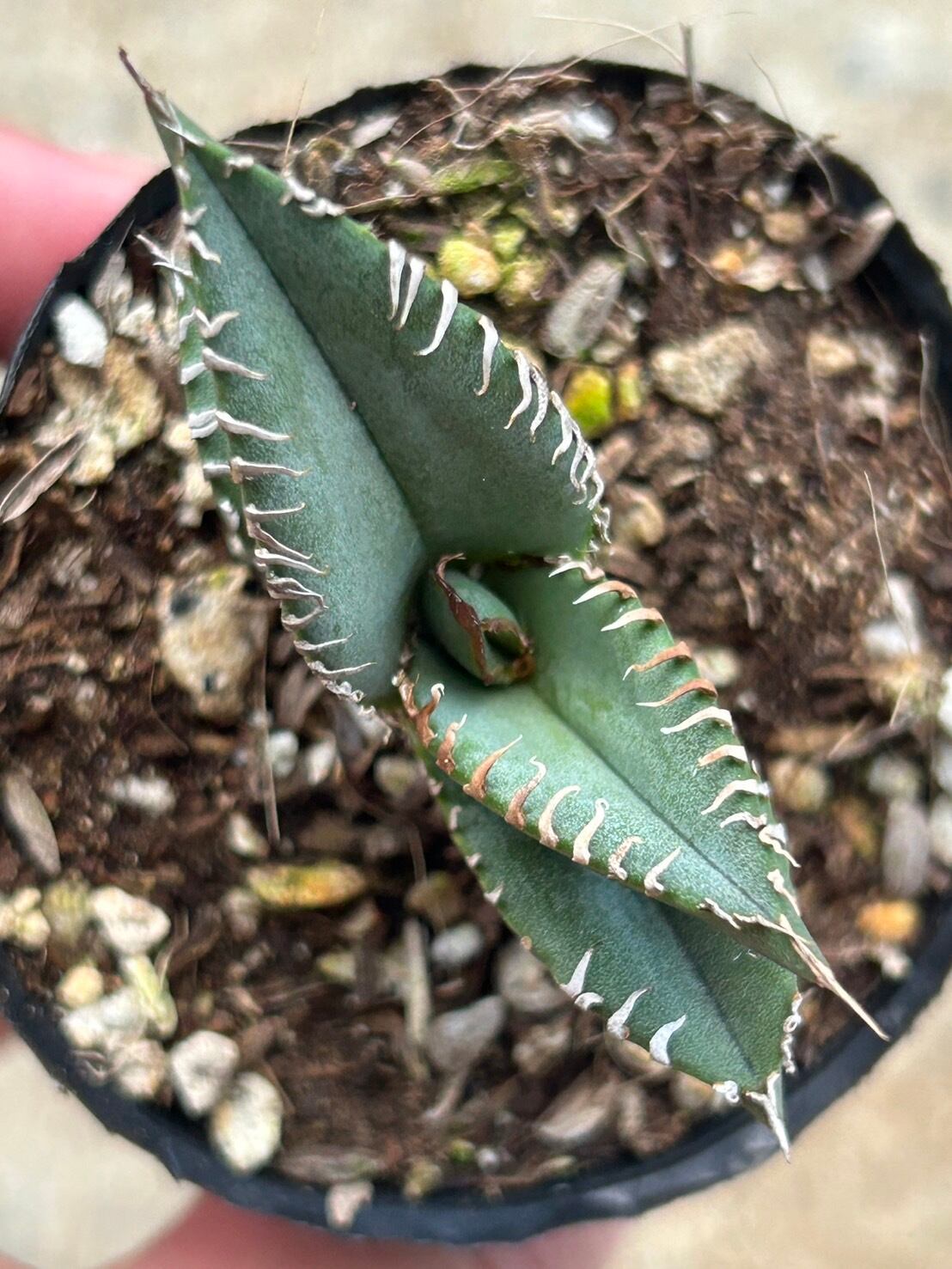 【 99 】oteroi seedling ②