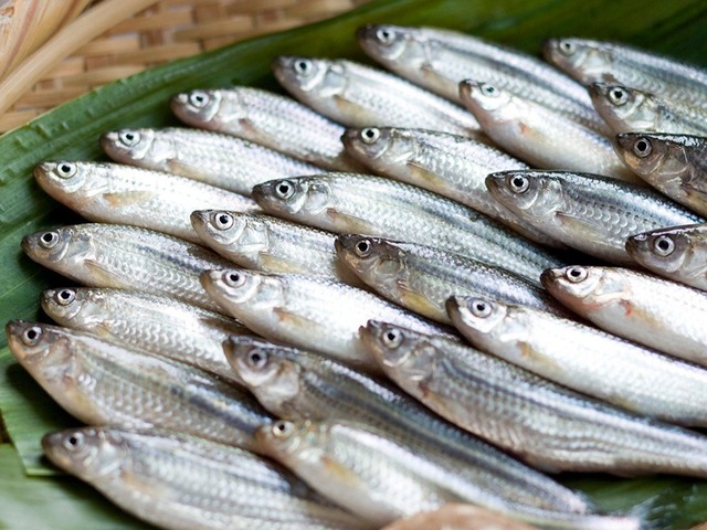 毎回人気 【子持ちヤリイカ】1㎏～✨