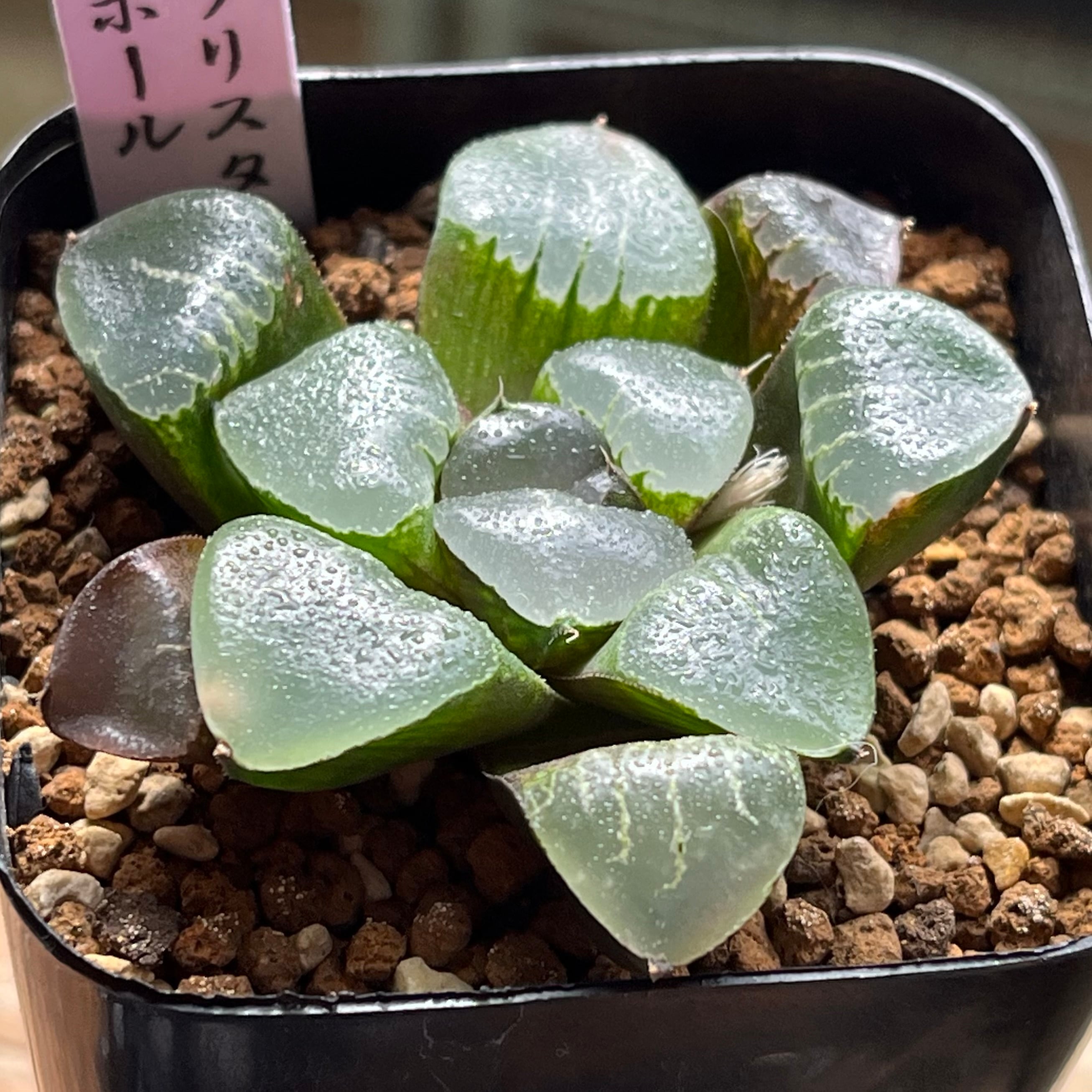 ハオルチア 花胡蝶 オブツーサ錦 | mocono_plants