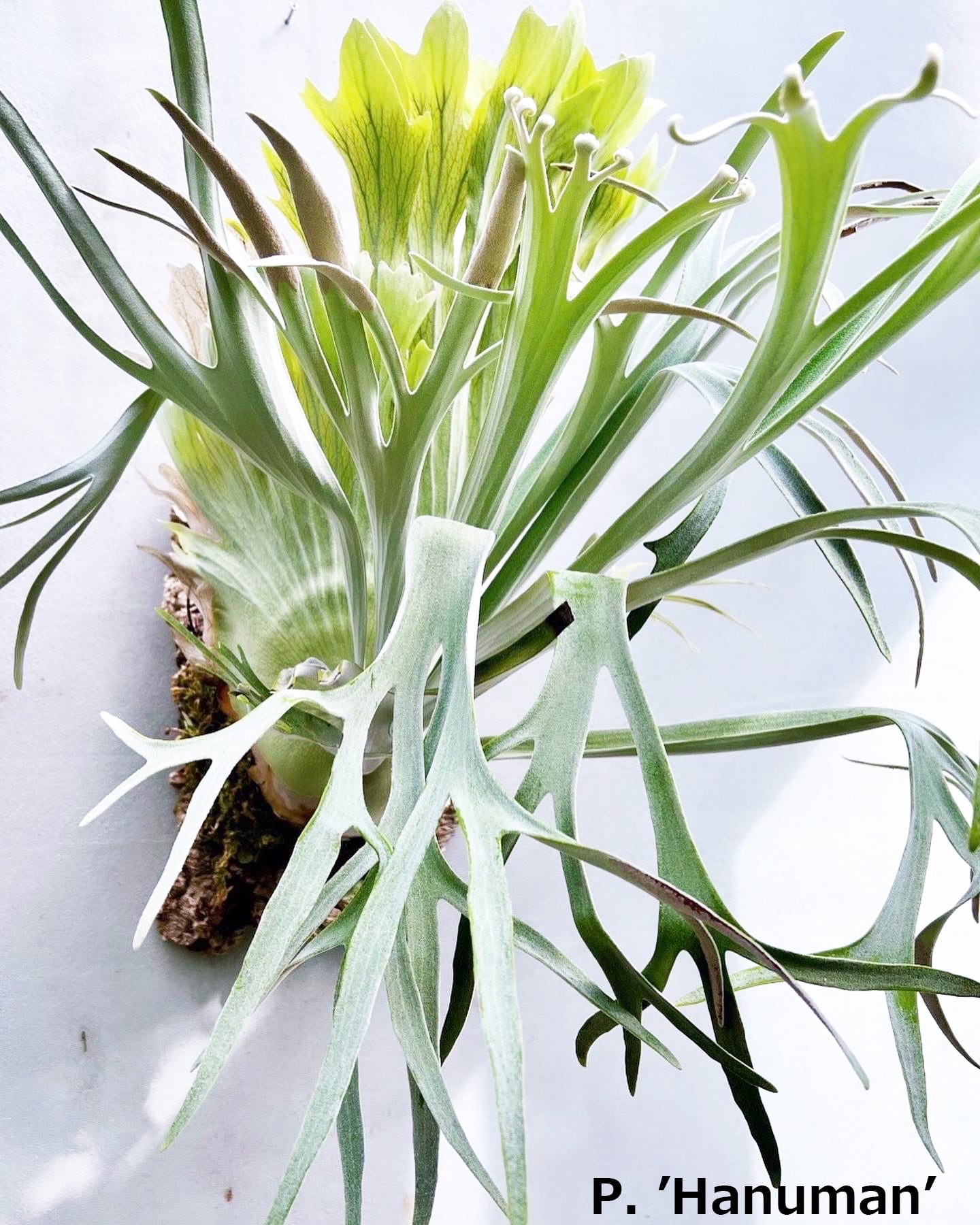 P. 'Hanuman' ビカクシダ ハヌマン | vandaka plants