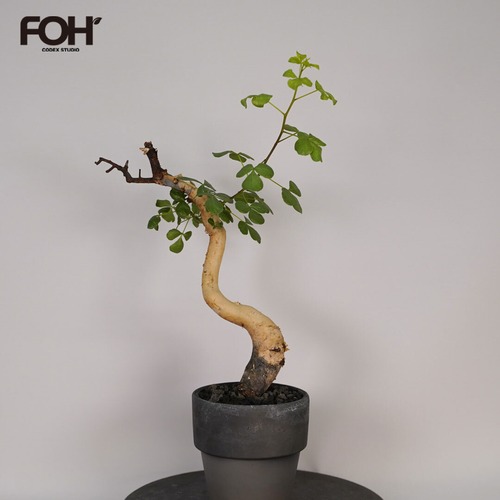 F17 コミフォラ・カタフ ピュア  発根済み 現地球 ソマリア産