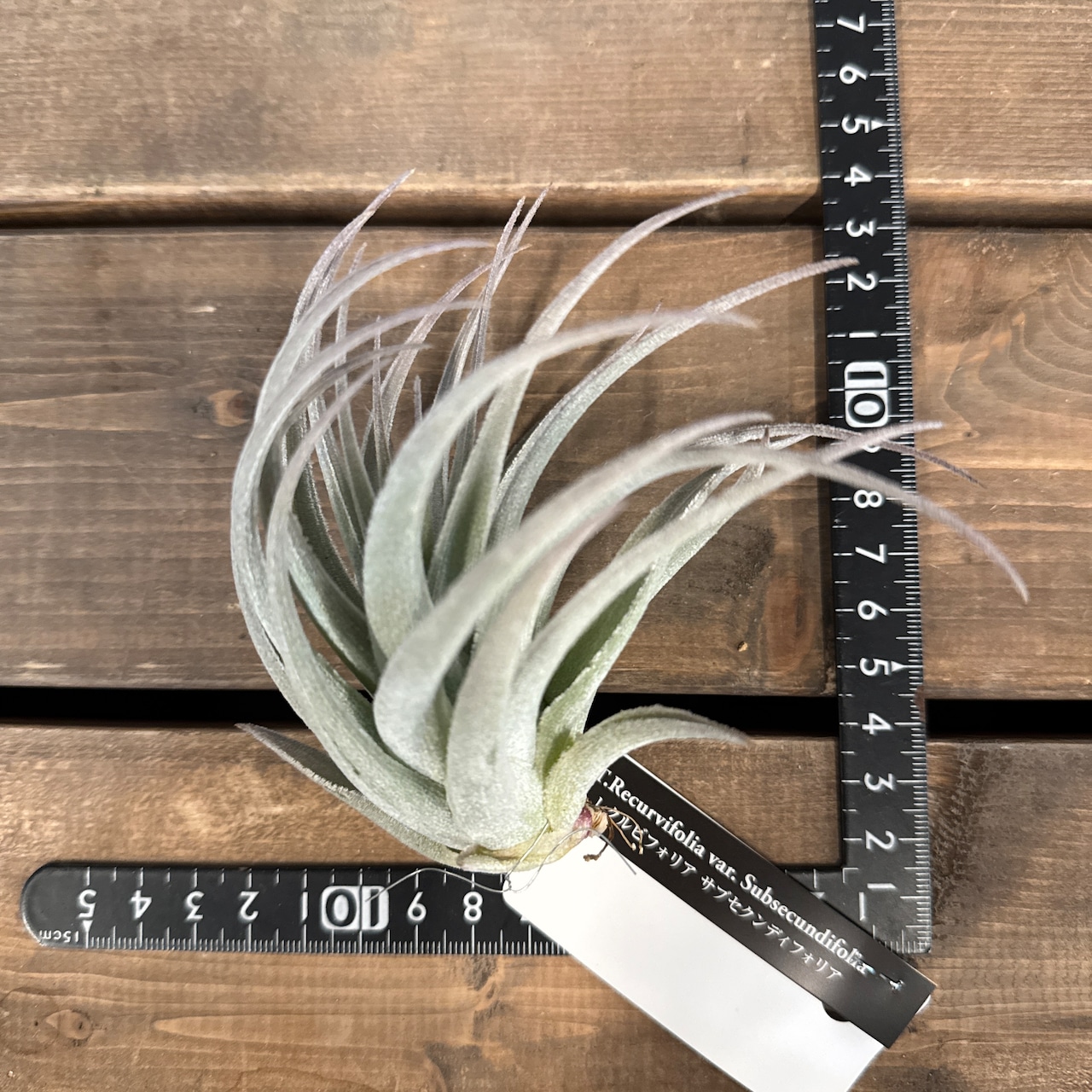 チランジア レクルビフォリア サブセクンディフォリア【961】
