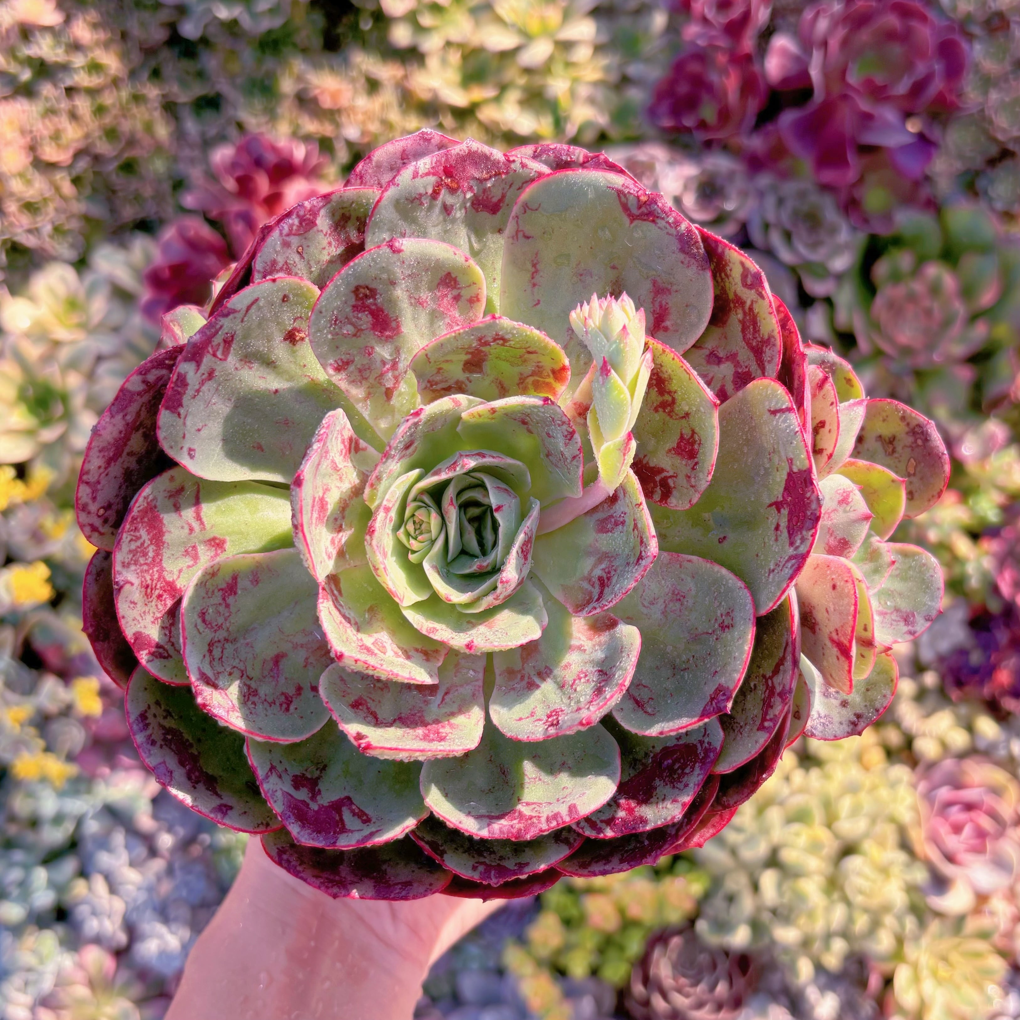 現品　ロンギシマ変異#M015　新入荷　るる農園