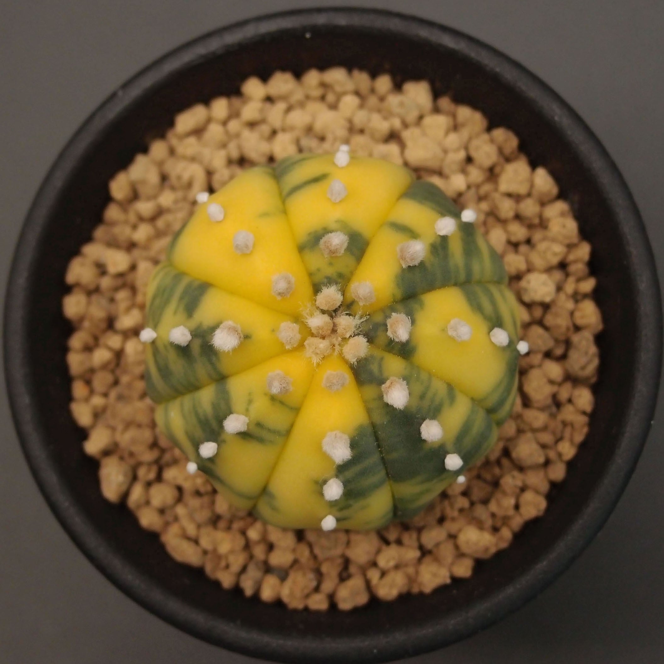 一期一会4639様　確認専用　ブルゲリ　速達鉢付き 一期一会4639様 確認専用 ブルゲリ 速達鉢付き