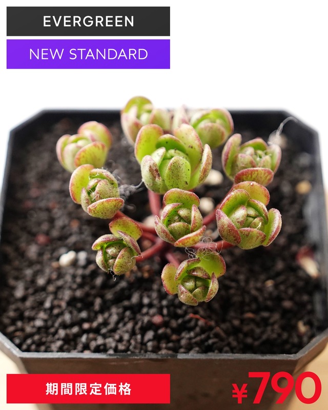 【NEW-STANDARD】 水耕栽培苗 アエオニウム サンデルシー 群生 Aeonium saundersii