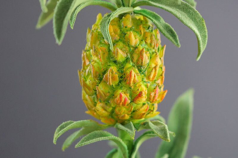 盆栽 パイナップル Pineapple Bonsai #123 | Oh! BONSAI