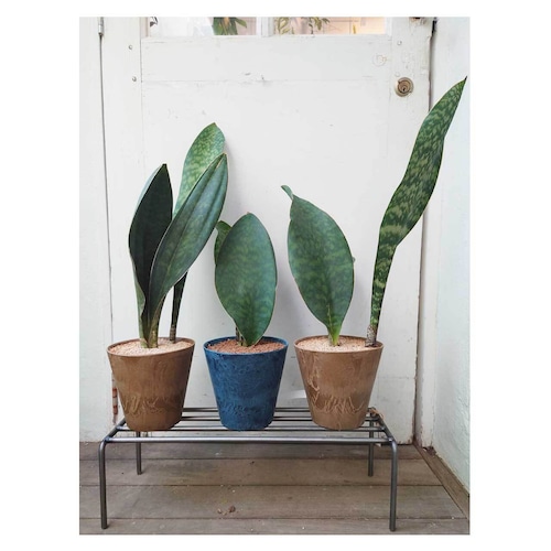 Sansevieria masoniana