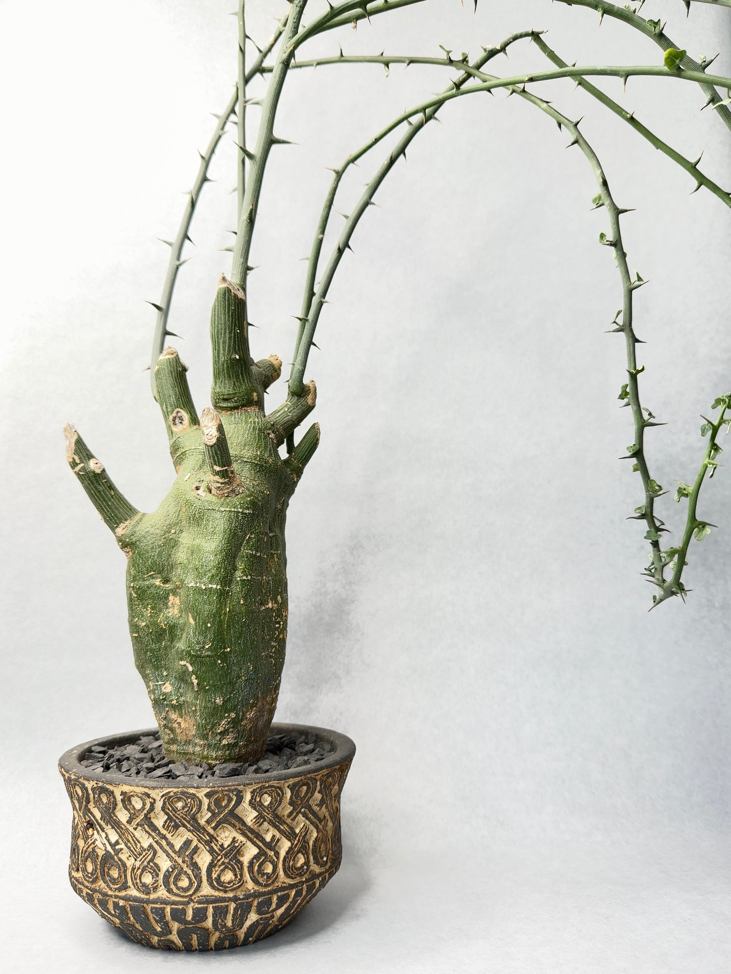 アデニア・プセウドグロボーサ