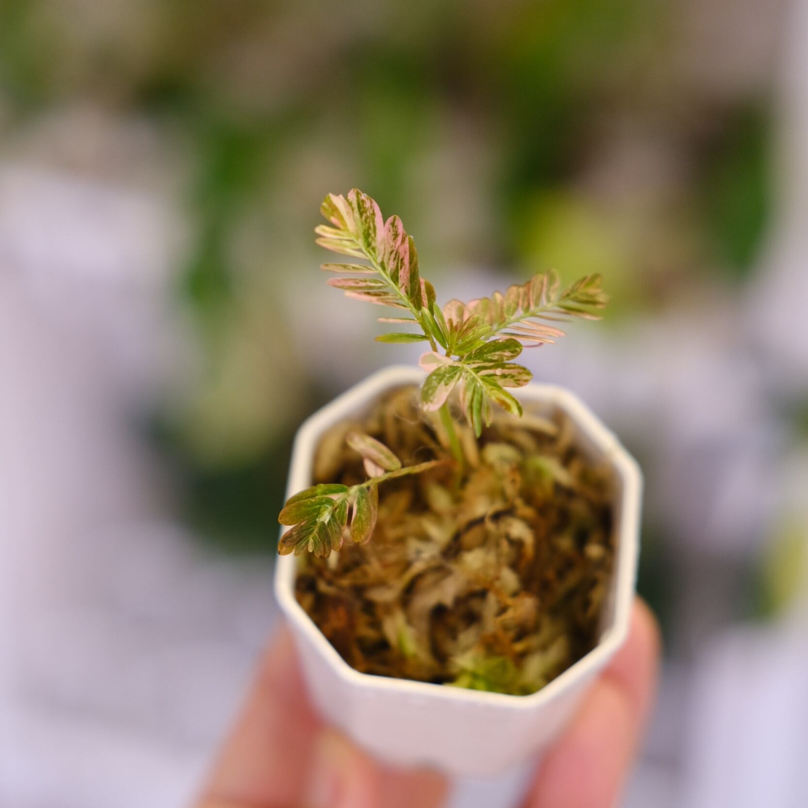 Phyllanthus urinaria 'Pink Variegated'③ / フィランサス