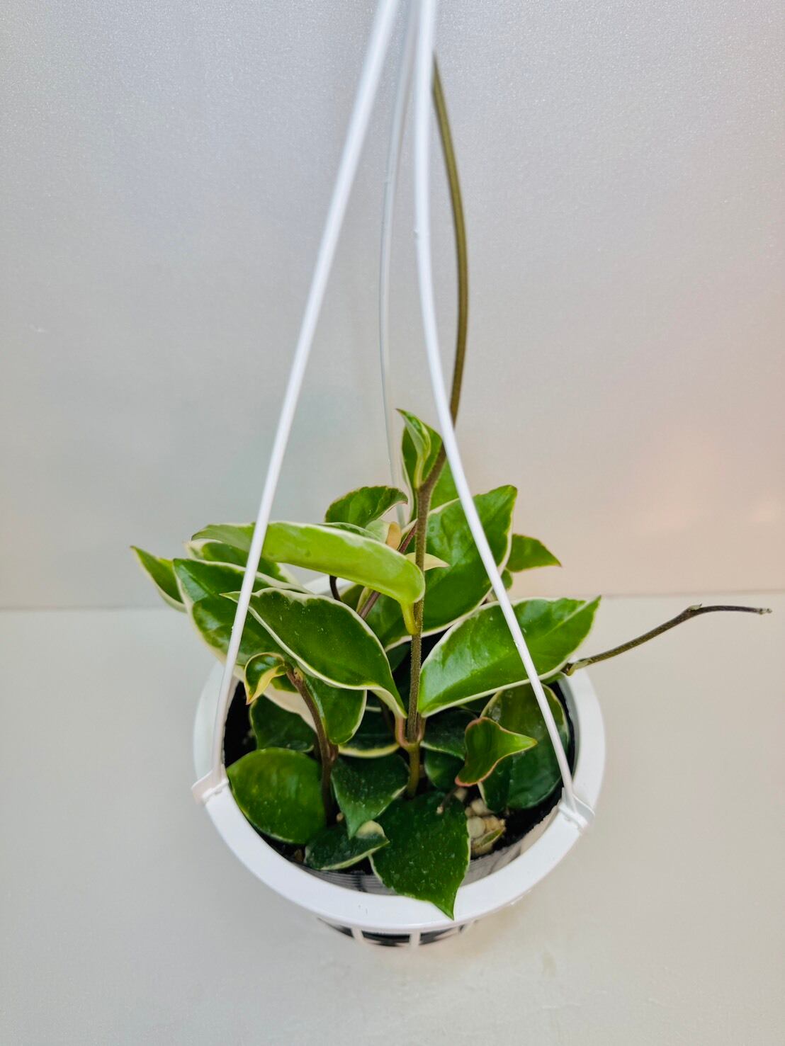 ホヤ カルノーサ （サクララン） 5号吊り | 観葉植物と雑貨のお店