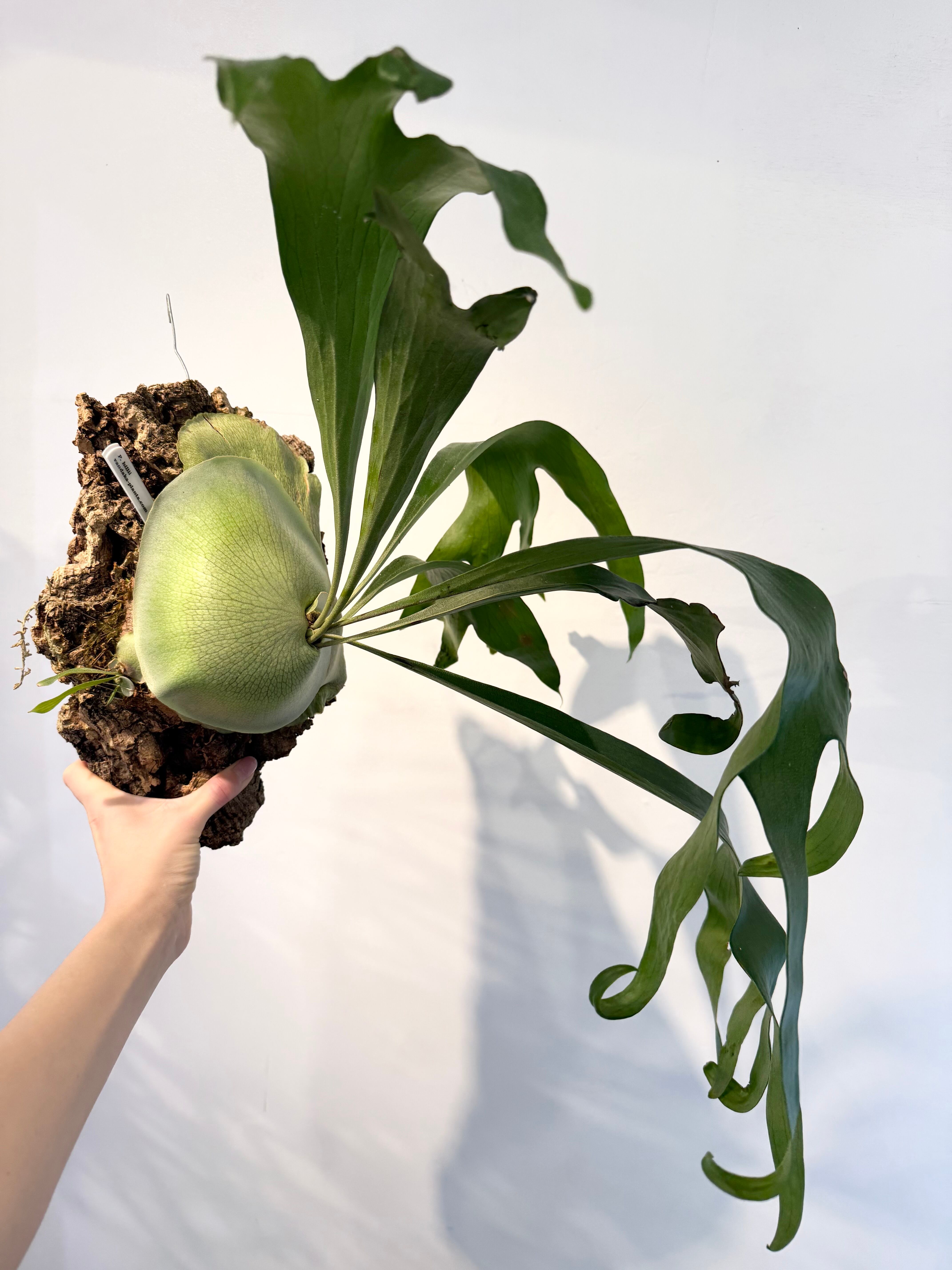 P. hillii (Yot) ビカクシダ ヒリー（ヨット） | vandaka plants