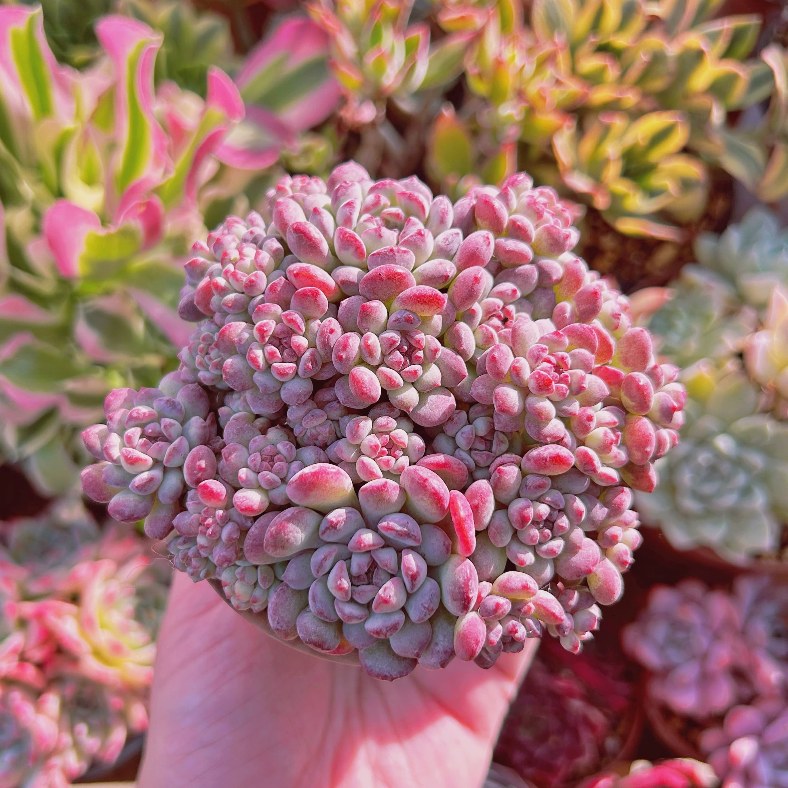 Top【選抜株】多肉植物　24638ピンク　ジェード　モンロー 24個　鉢無し ○多肉植物 エケベリア モンロージェネレーションピンク 2.5寸苗 C5108