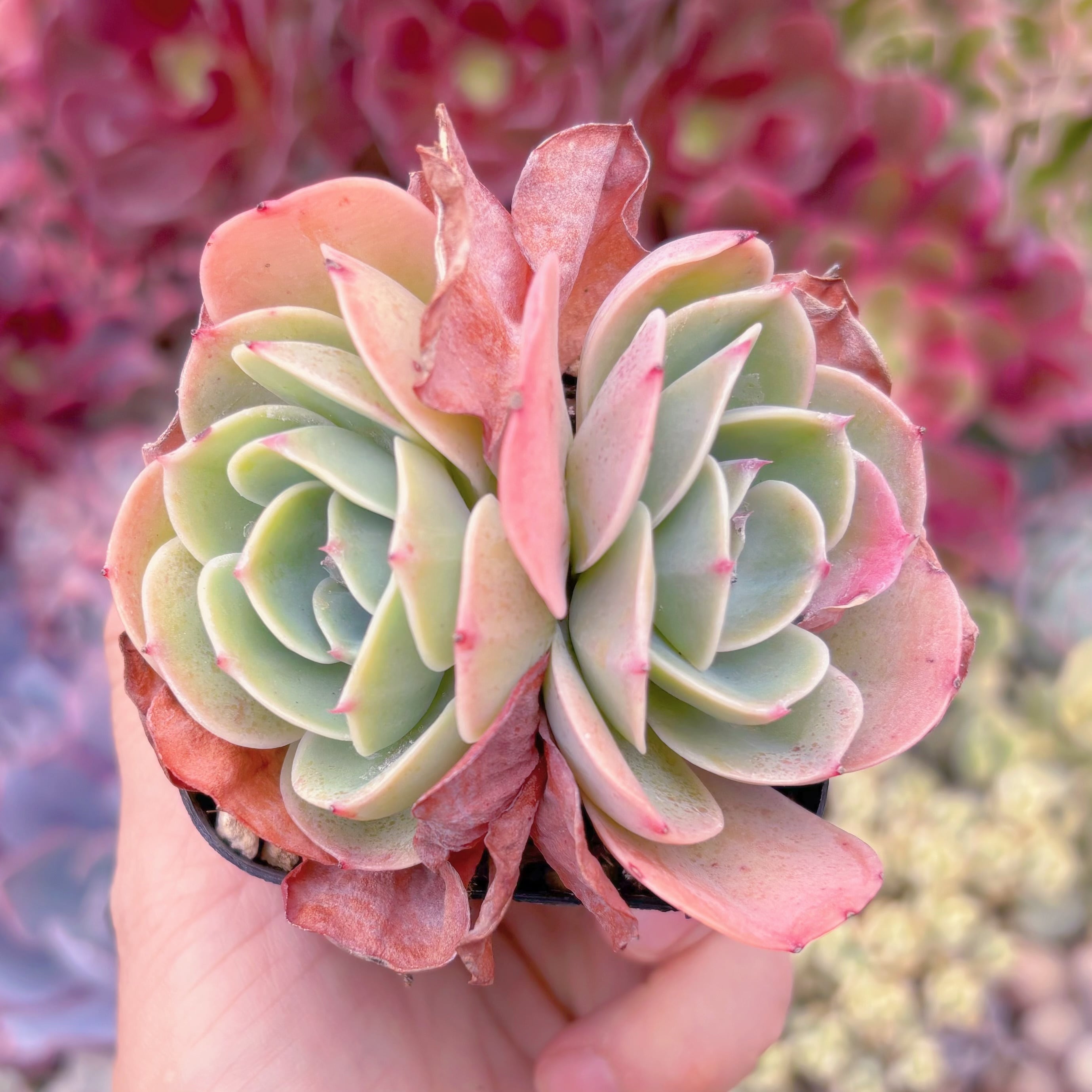 現品　Esmeralda#1120　2頭群生   るる農園