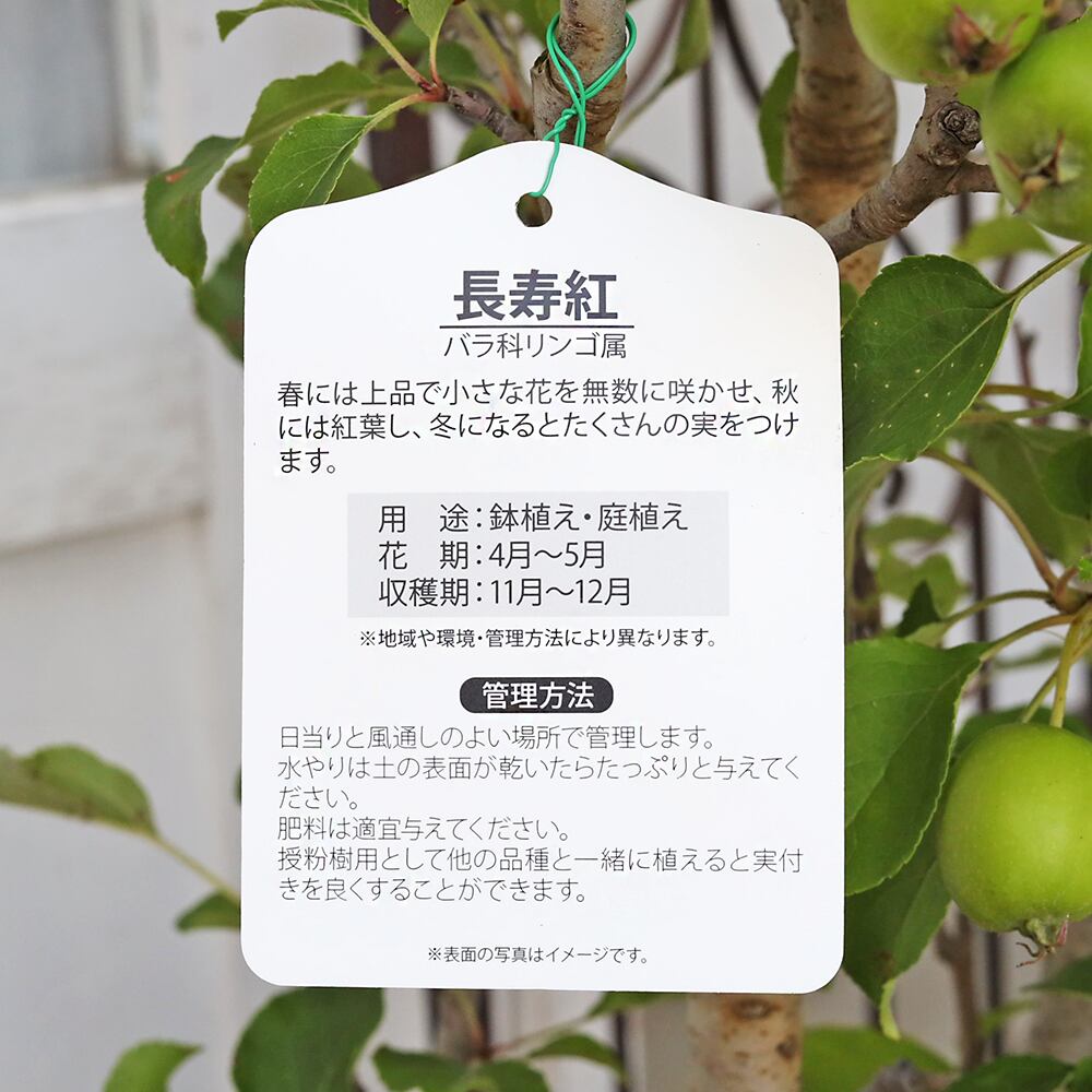 現品販売 果樹苗木 実付き 姫りんご 長寿紅 クラブアップル 8号 H120cm