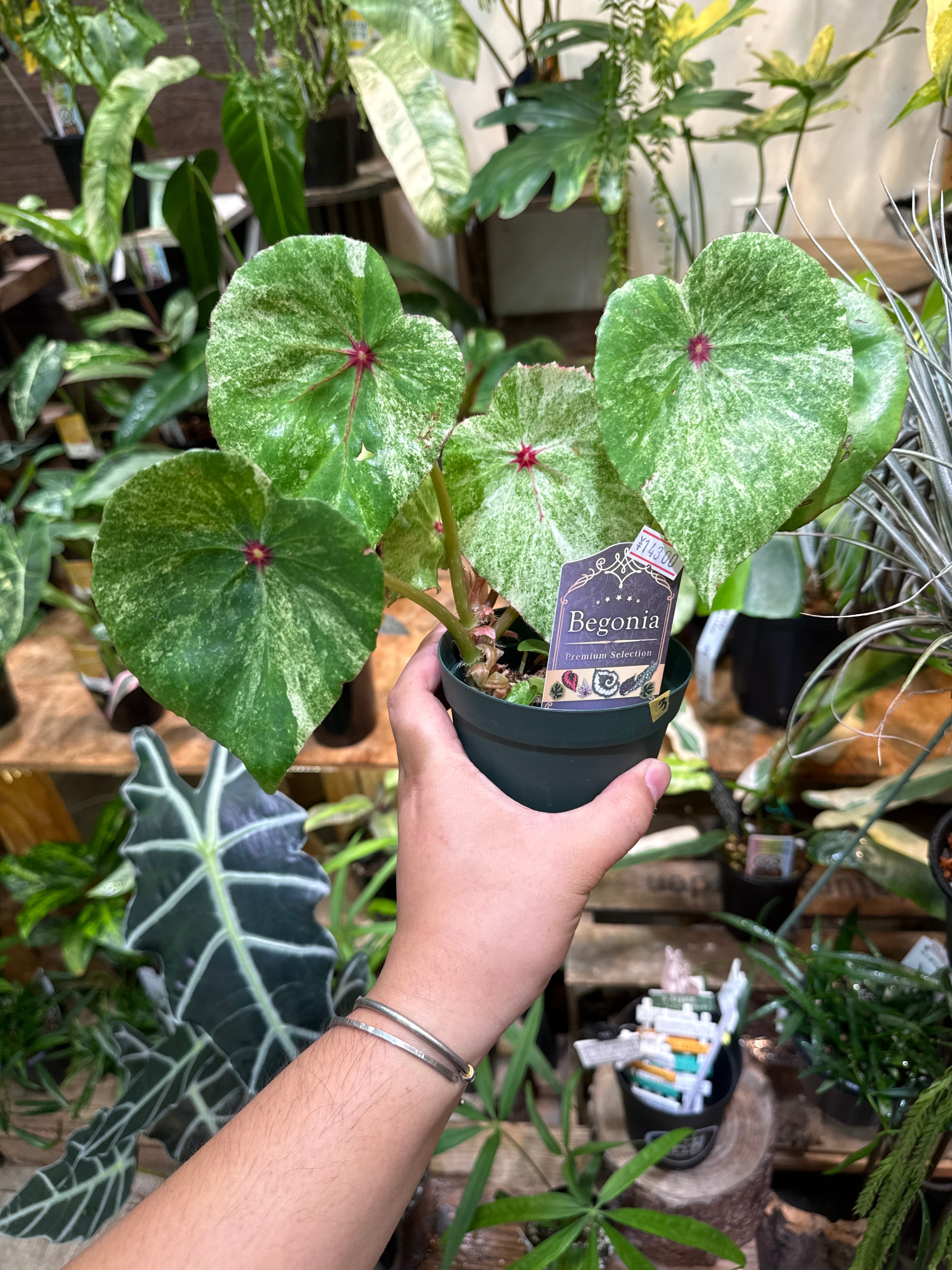 Gardenえん 【観葉熱帯植物】