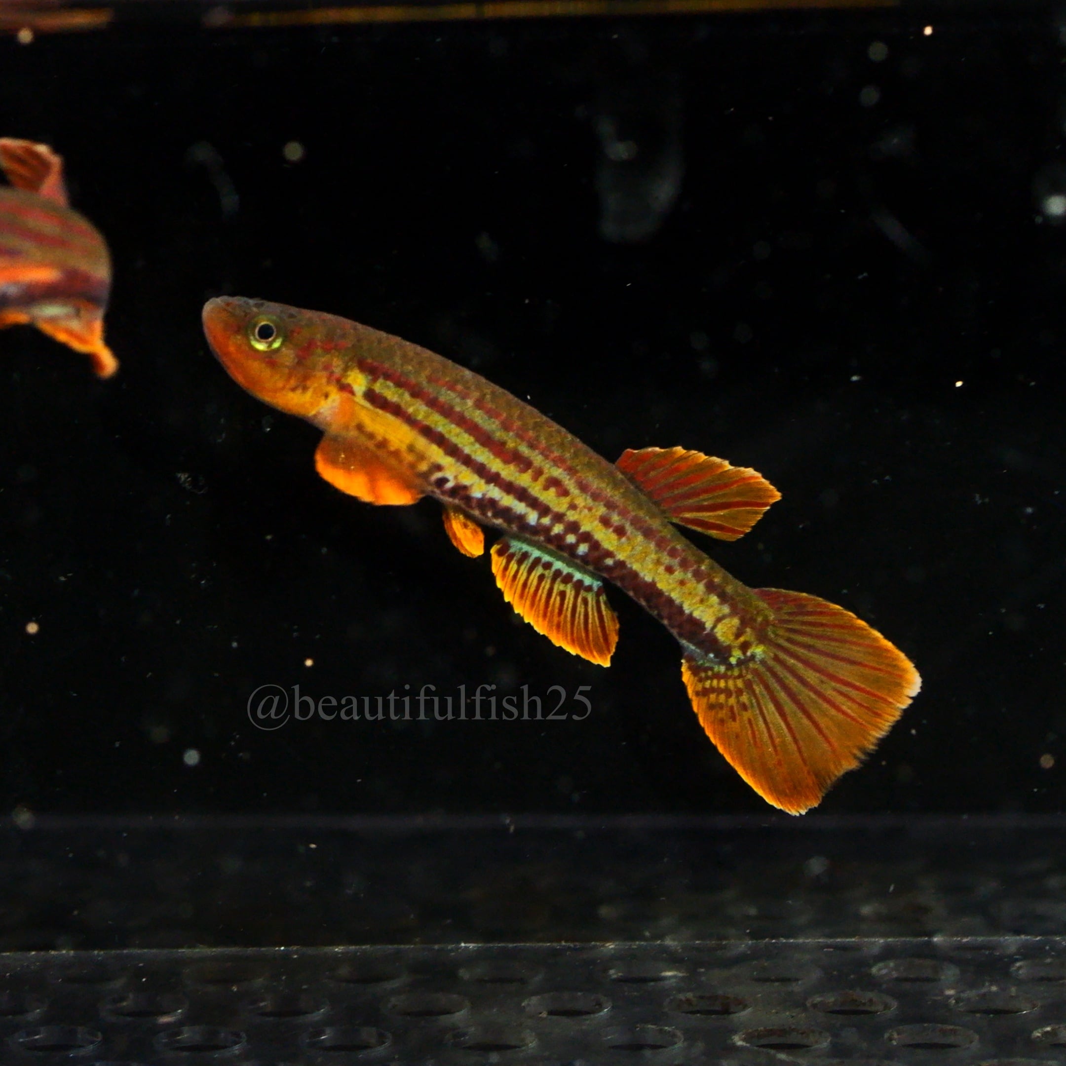 卵生メダカ beautifish25