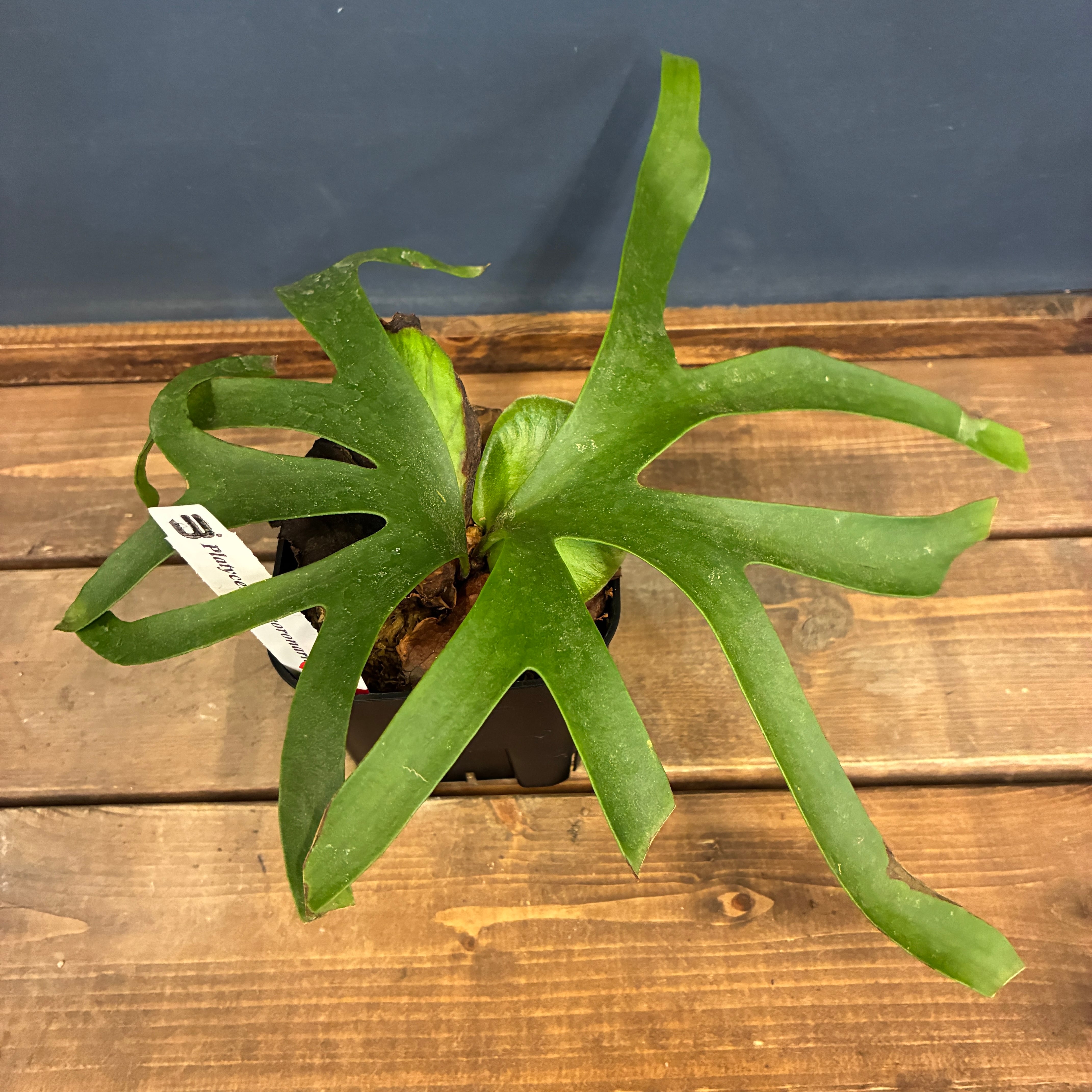 10%OFF対象】ビカクシダ P. coronarium cv 'QQ' (TC)【865