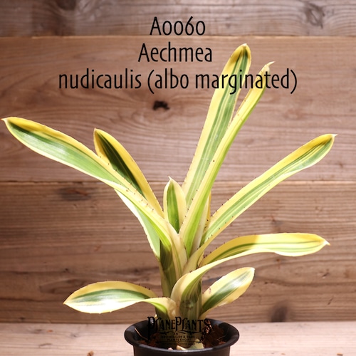 【送料無料】Aechmea nudicaulis (albo marginated)〔エクメア〕現品発送A0060