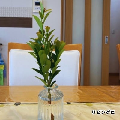 飾り榊｜定期便（月1回）｜インテリアとして飾れる純国産榊（5本ひと組