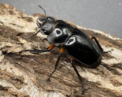 【WD】大型大歯《インペリアリスツヤクワガタ 68mmUP ペア》