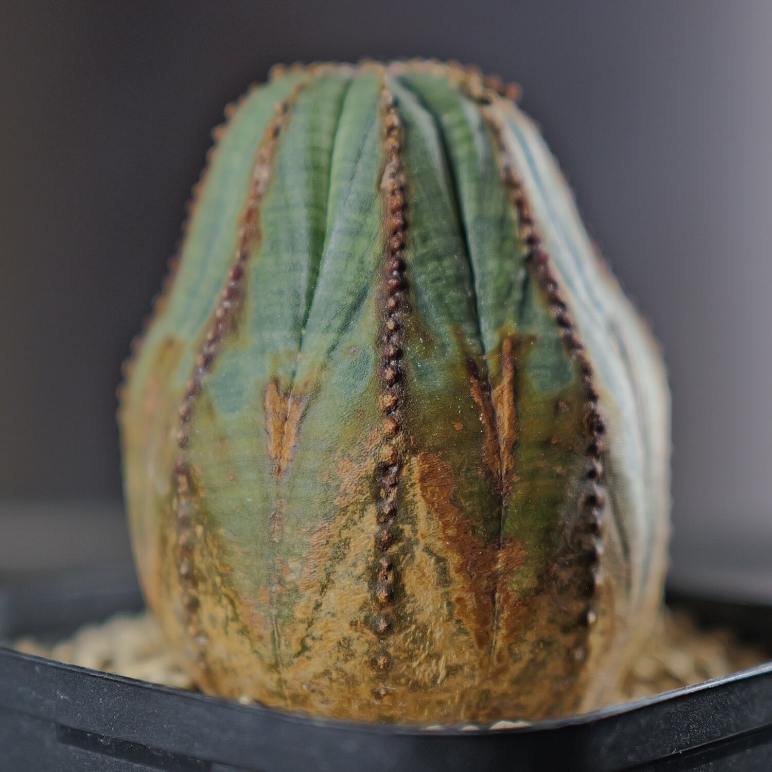 メス株 木質化 オベサ / ユーフォルビア | LIGHTHOUSE.PLANTS - 海外