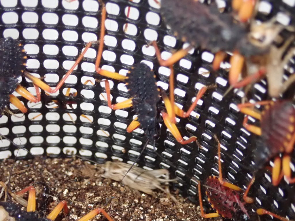 アサシンバグ 幼虫 5匹 スパイニーアサシンバグ 幼虫 ５匹 | まるころ商店〜まるくて