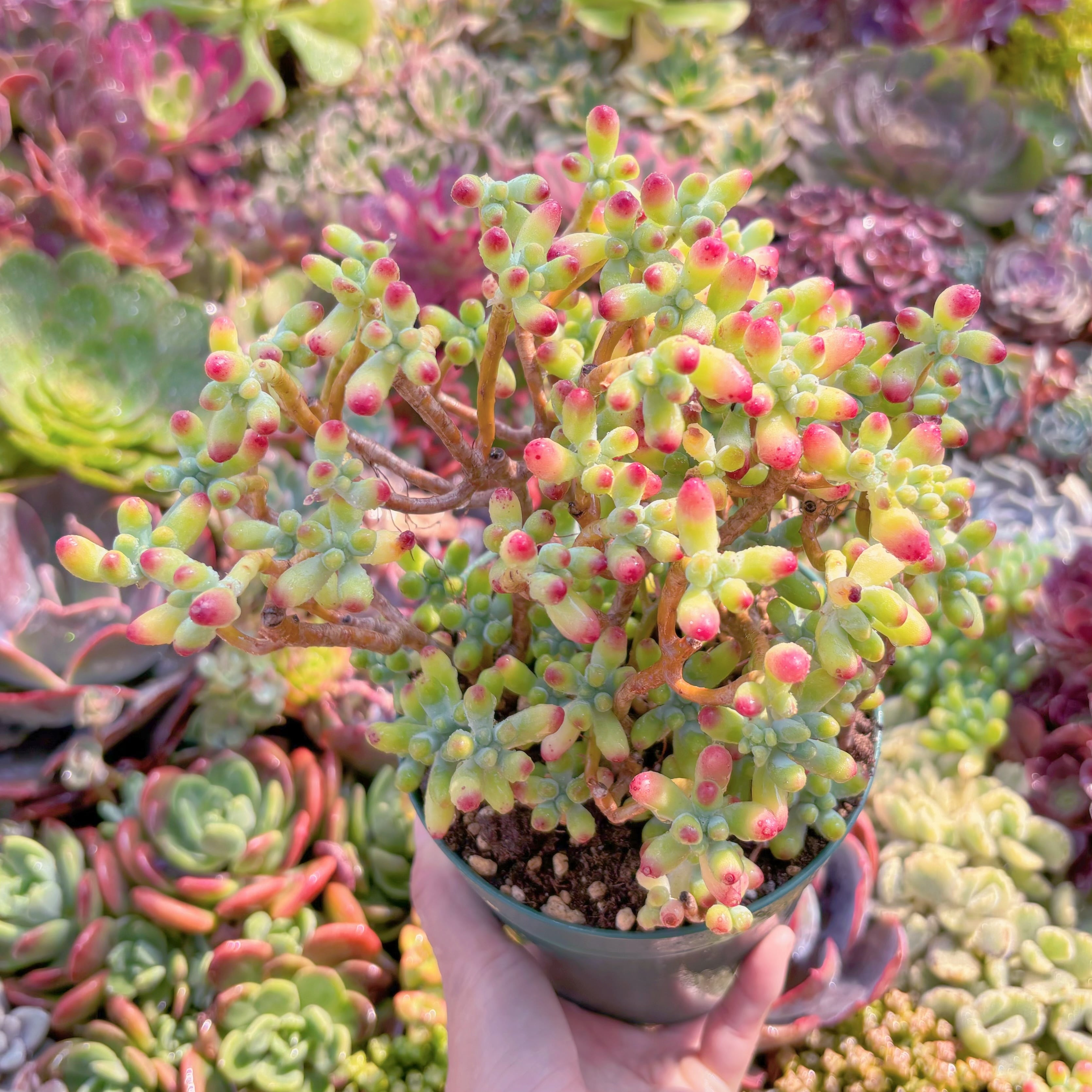 現品　ベリー果#780　るる農園