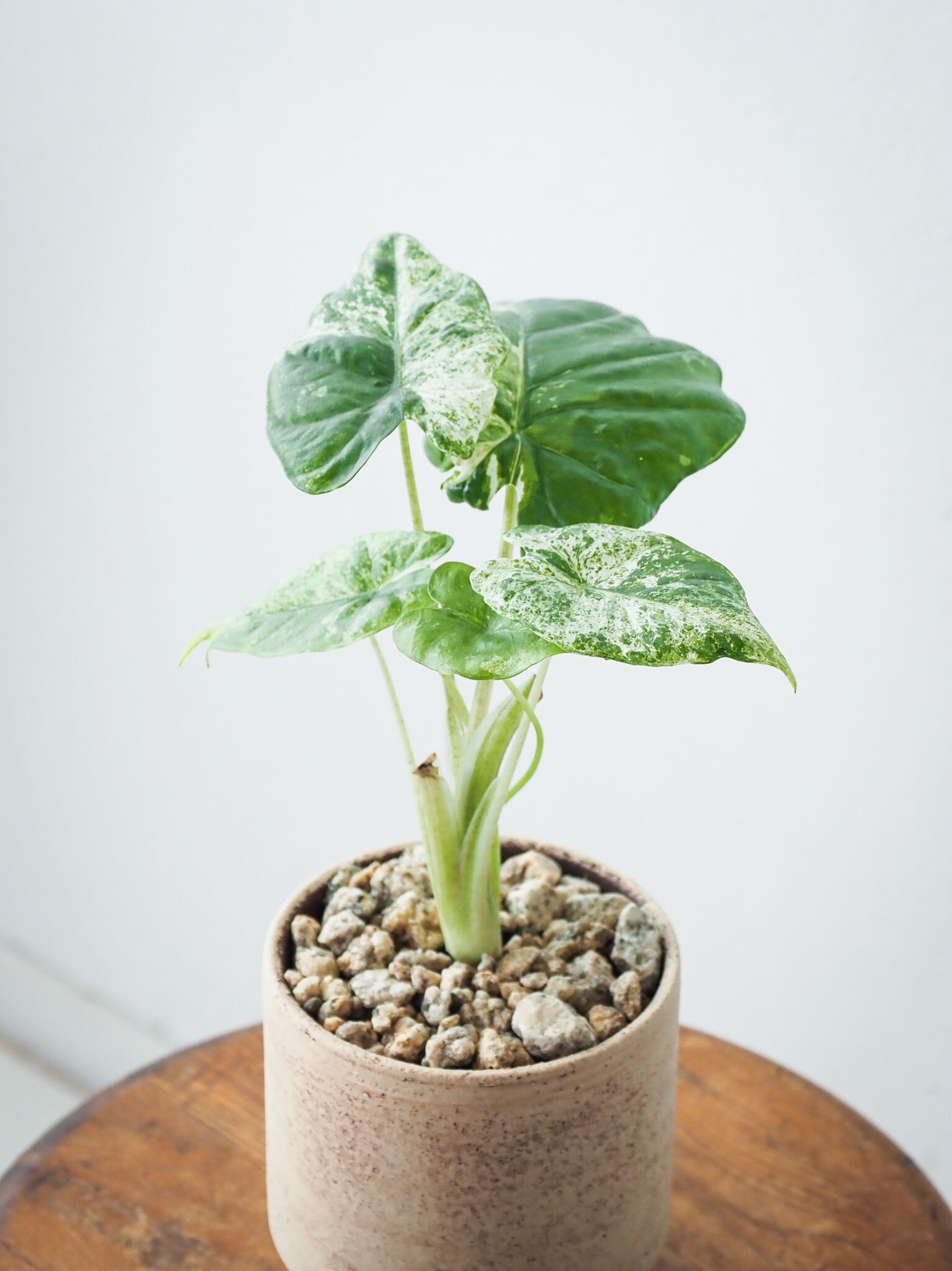 アロカシア シンポ バリエガータ アロカシア シンポ